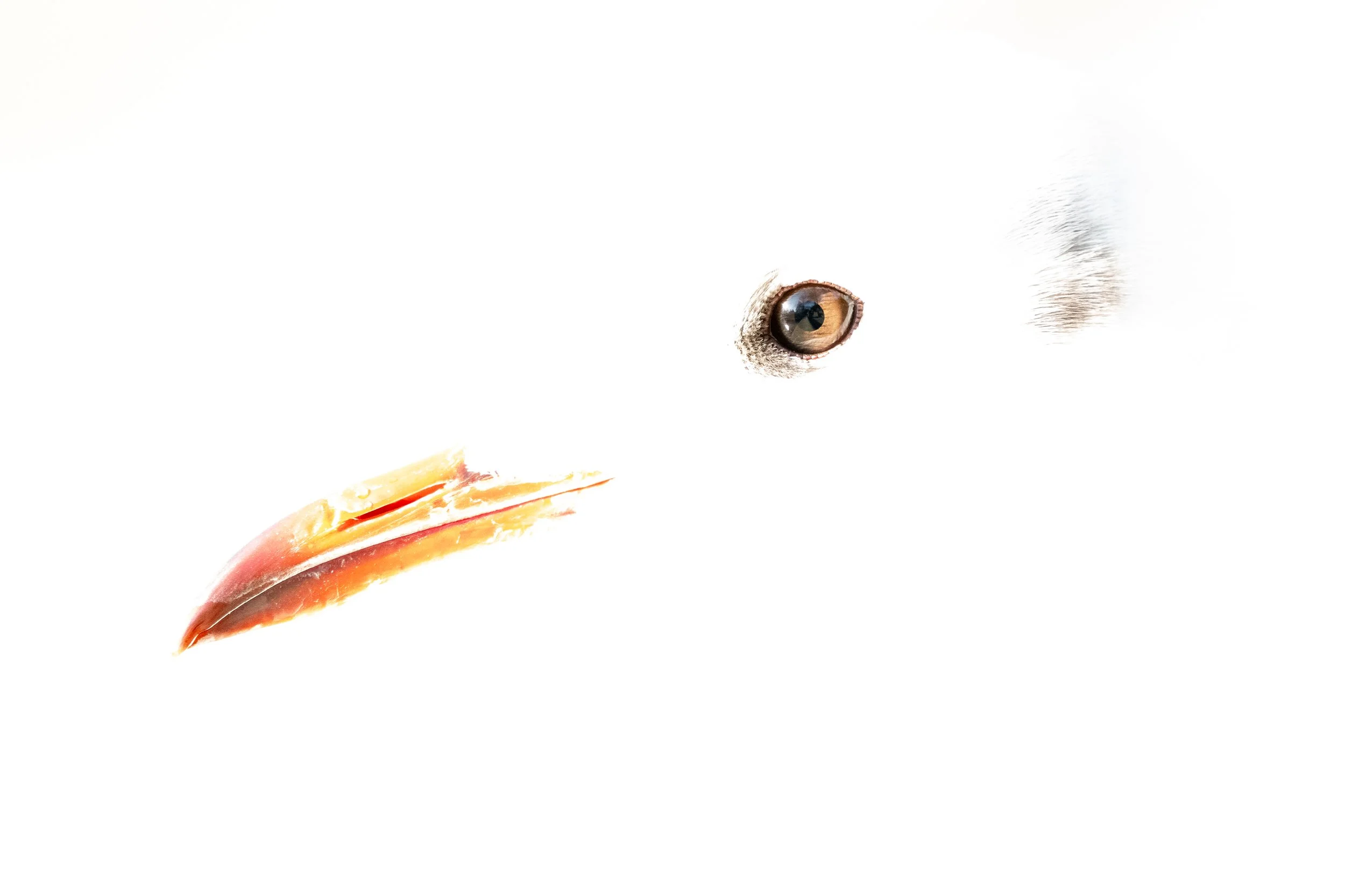 Black-headed gull