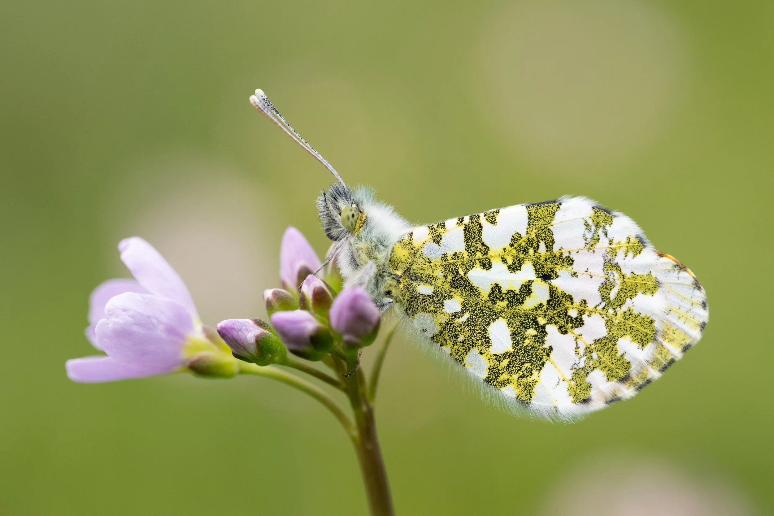 Orange tip | NL