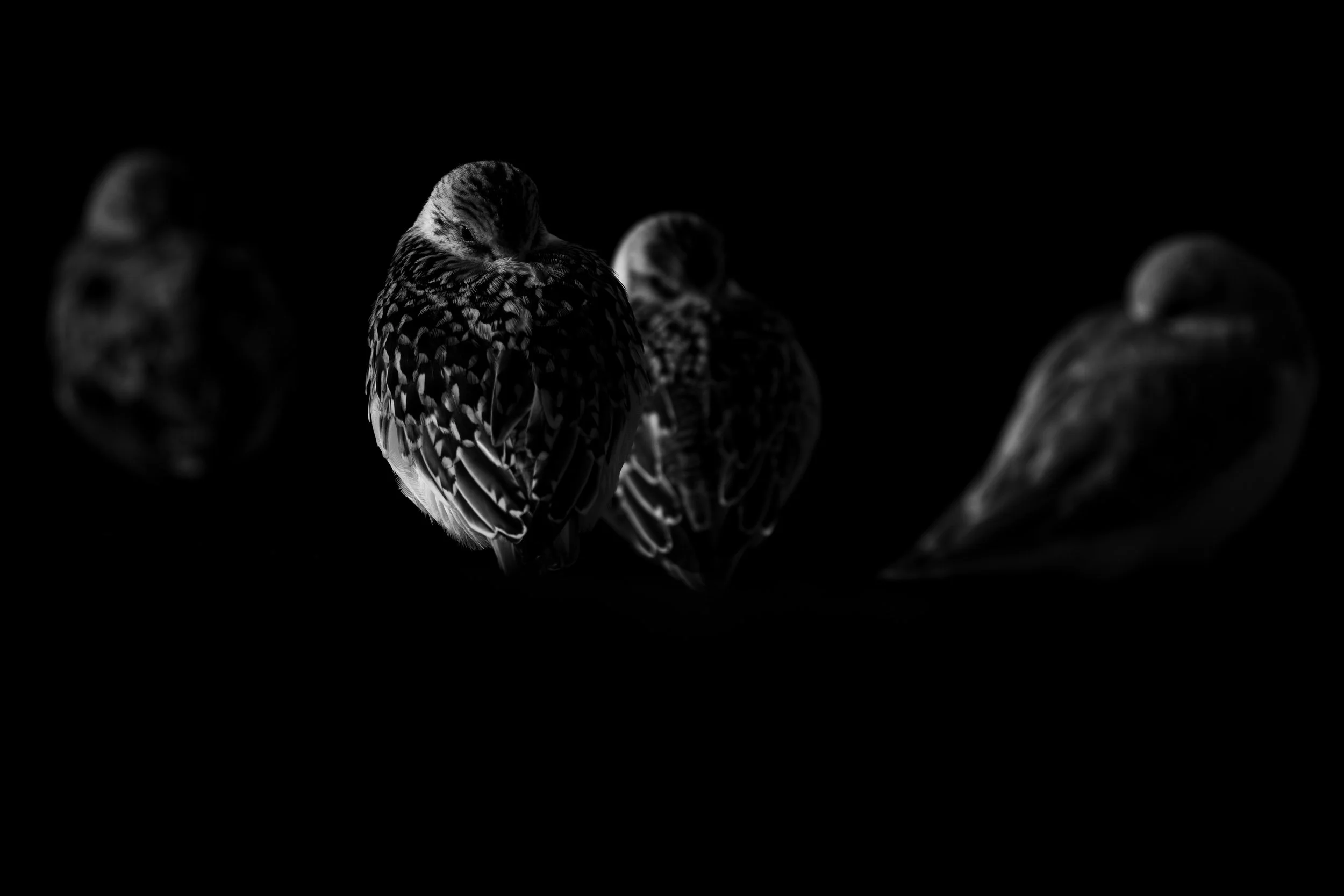 Sanderling