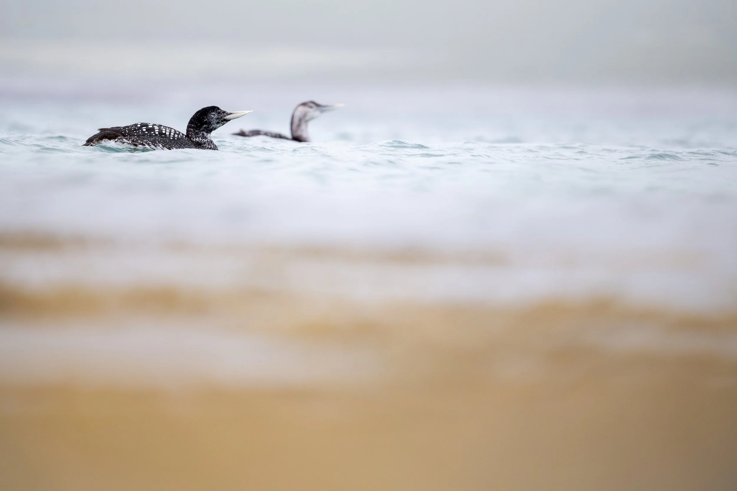 Two ducks swimming in calm water with a blurred shoreline in the foreground.