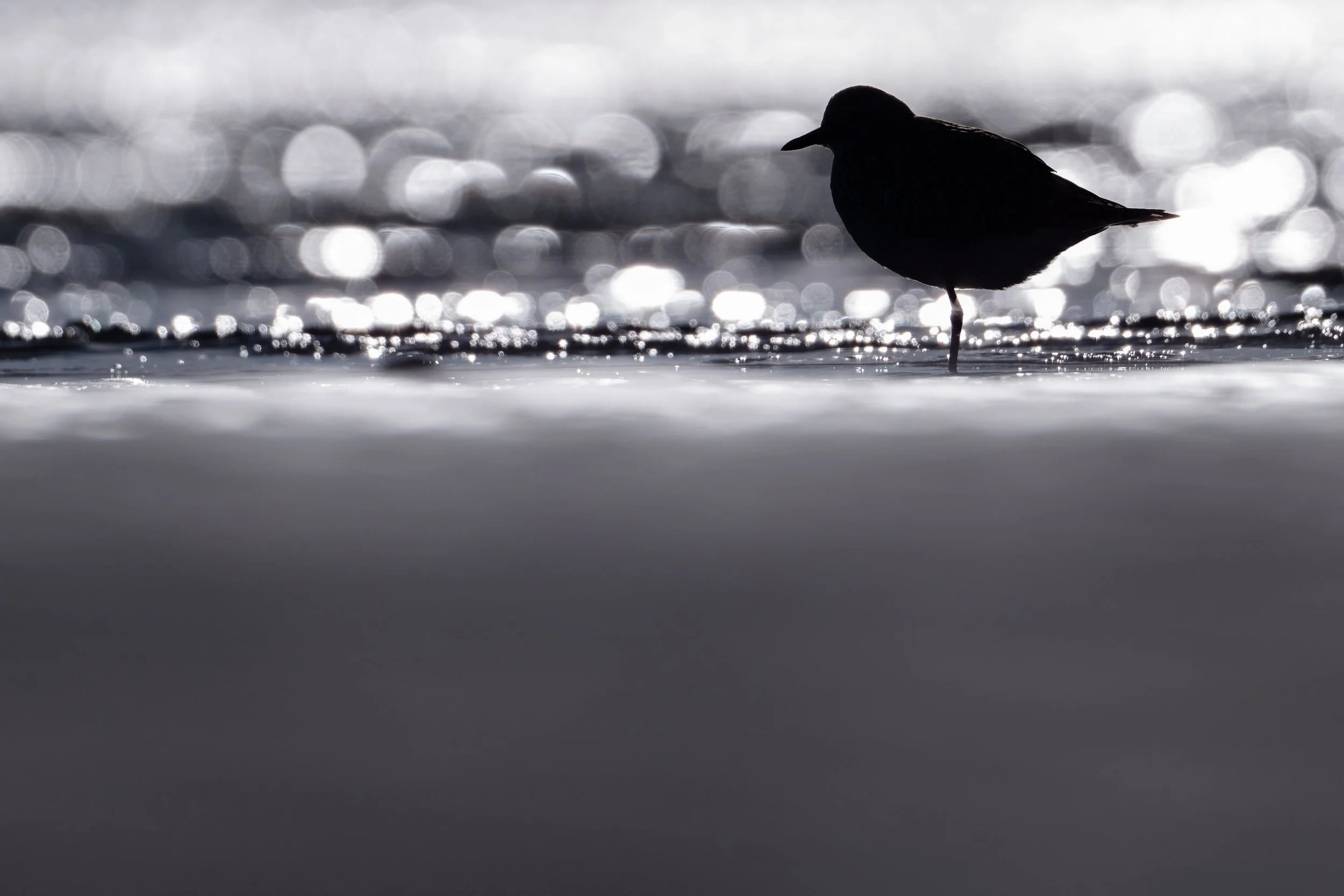 Grey plover