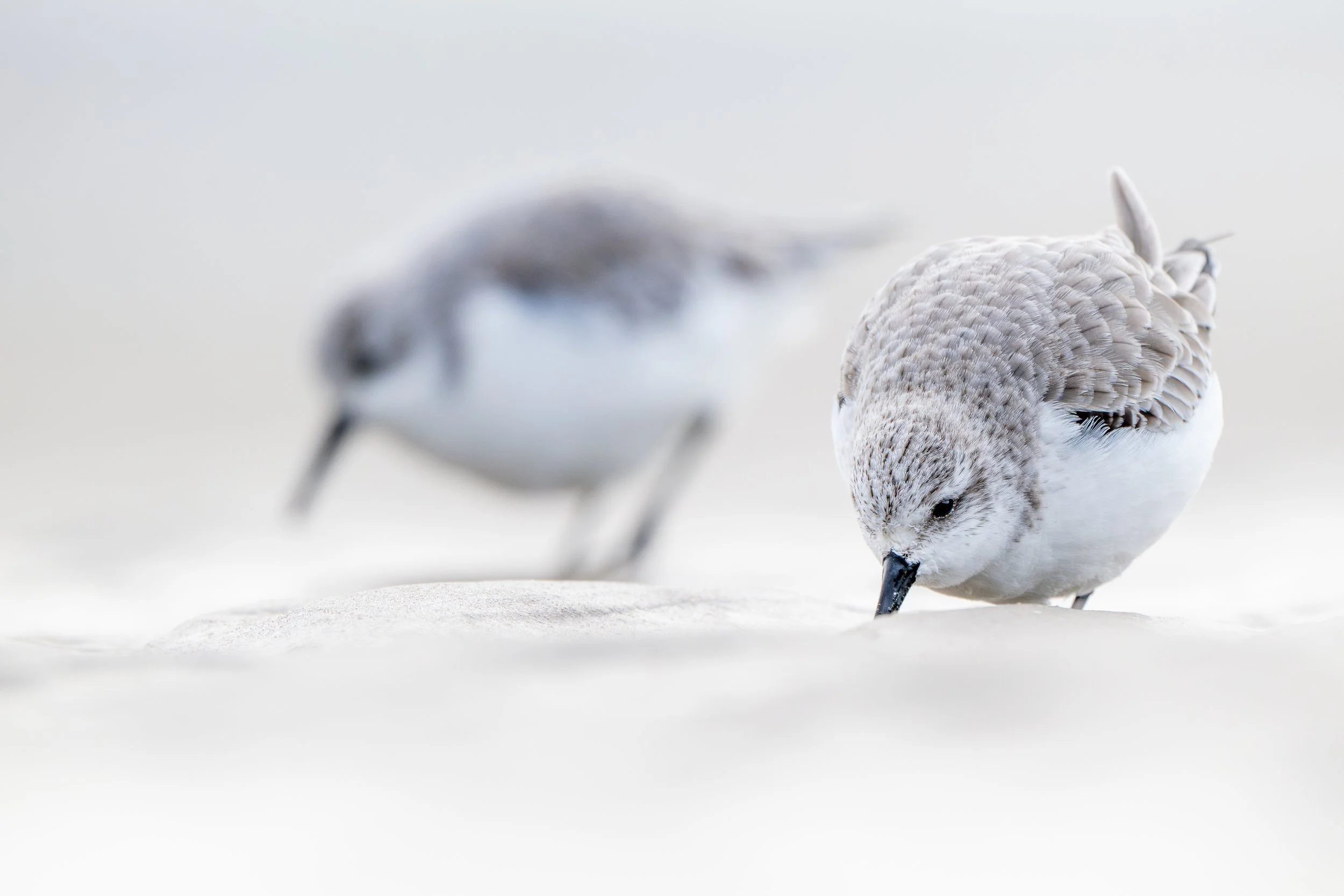 Sanderling
