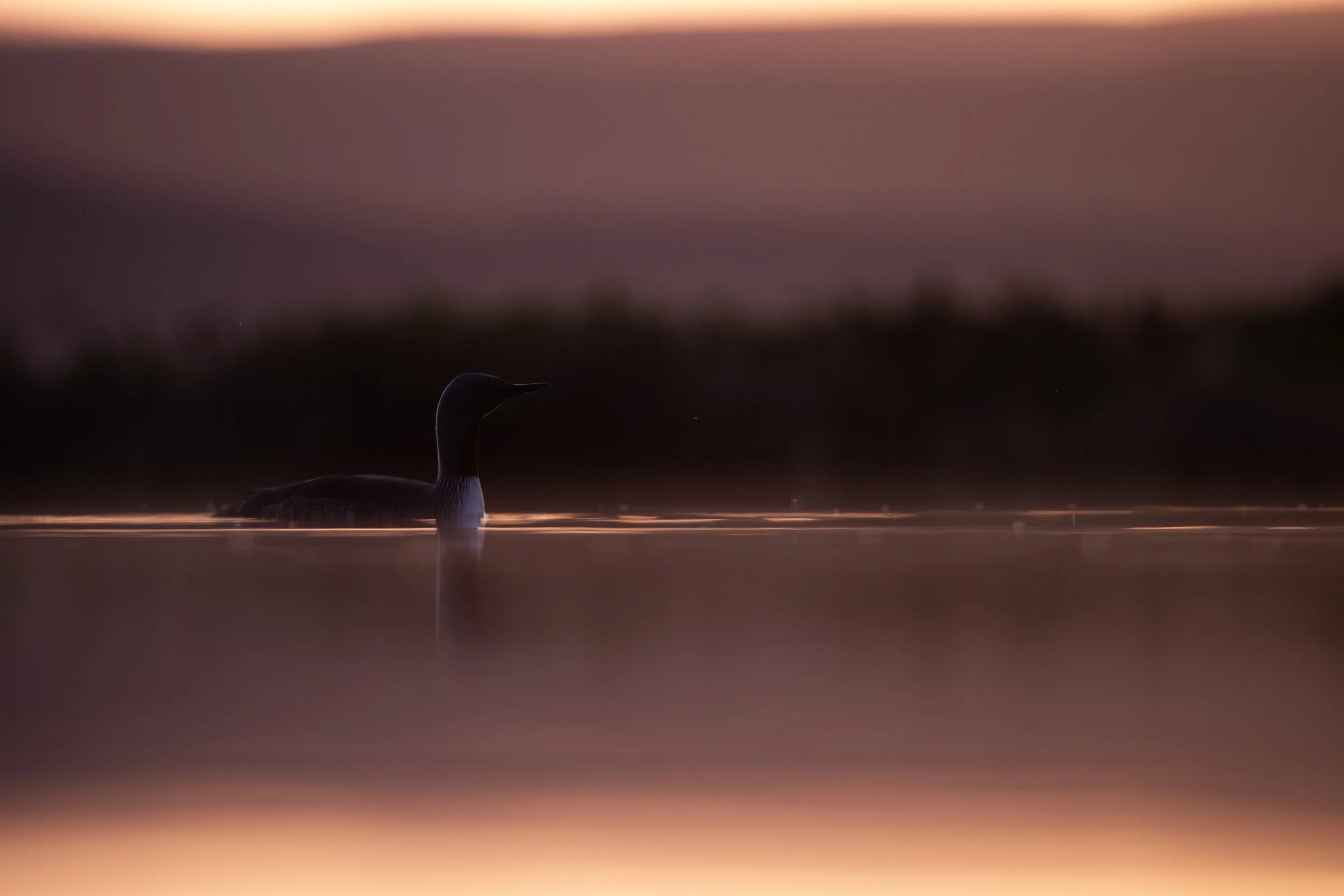 A bird, likely a loon, swimming in a calm body of water during sunrise or sunset with a pinkish-orange sky in the background.