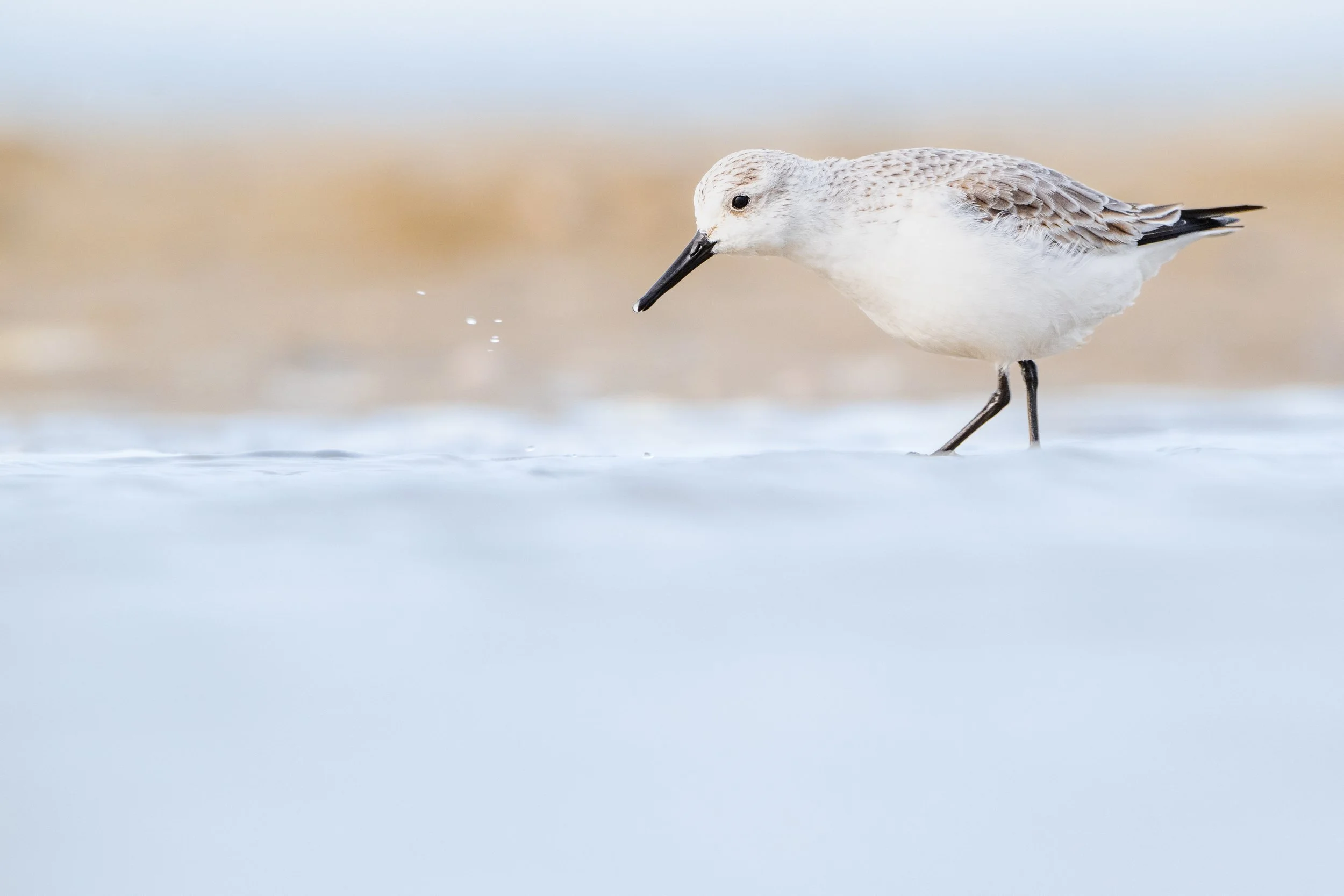Sanderling