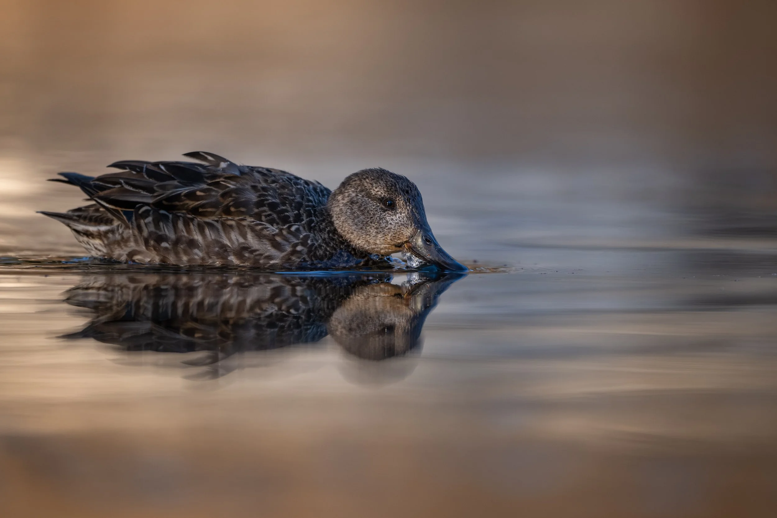 Eurasian teal