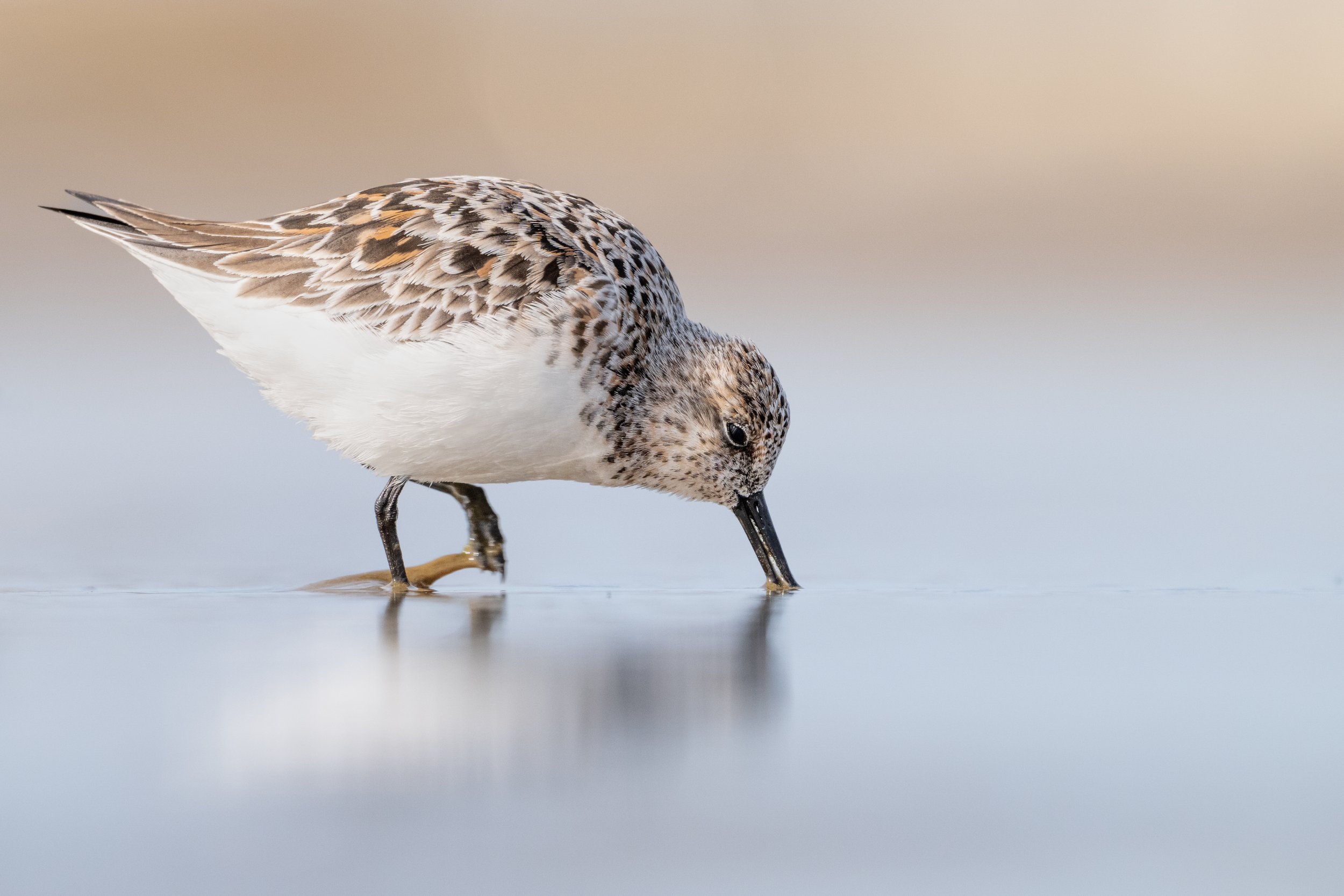 Sanderling