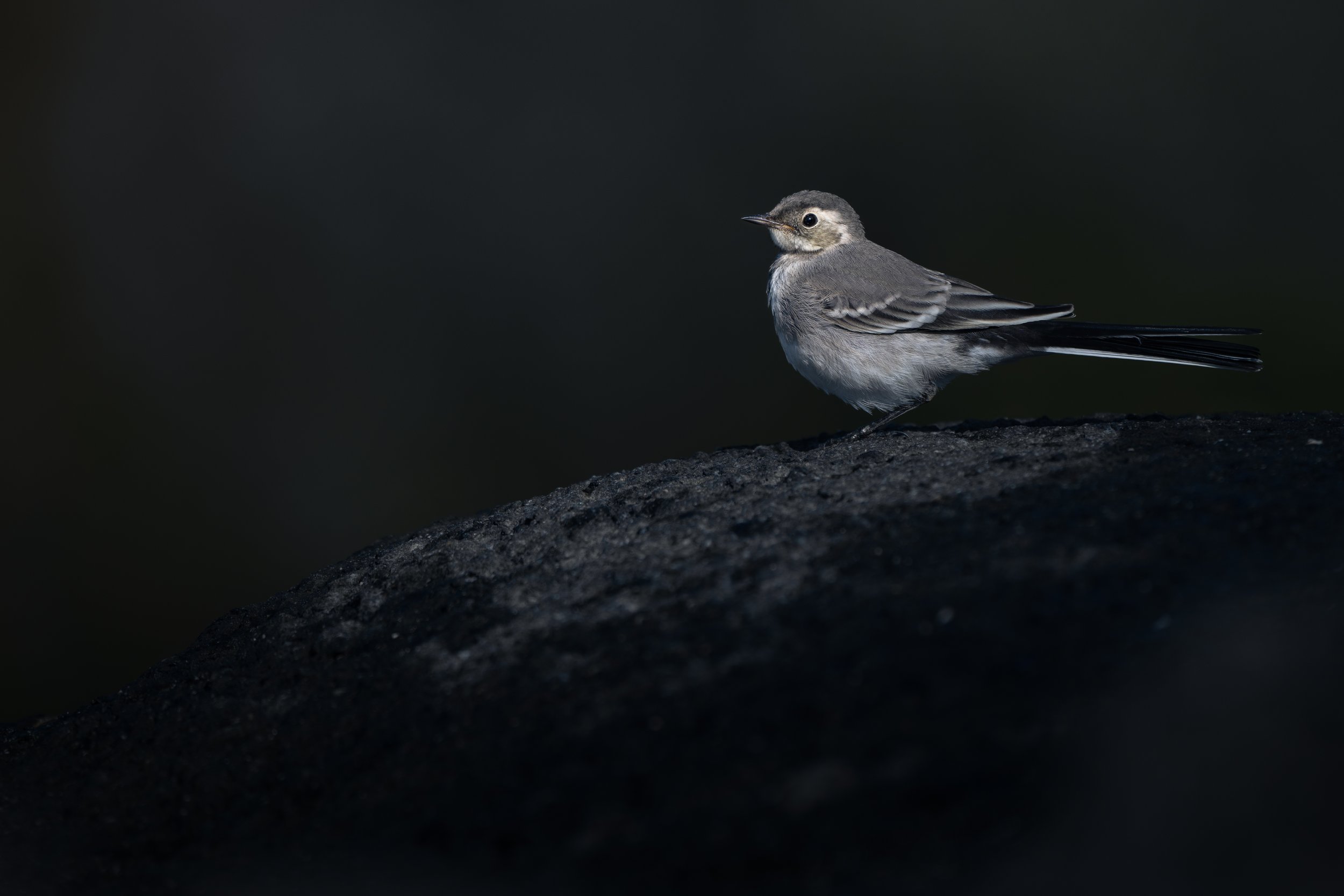 White wagtail