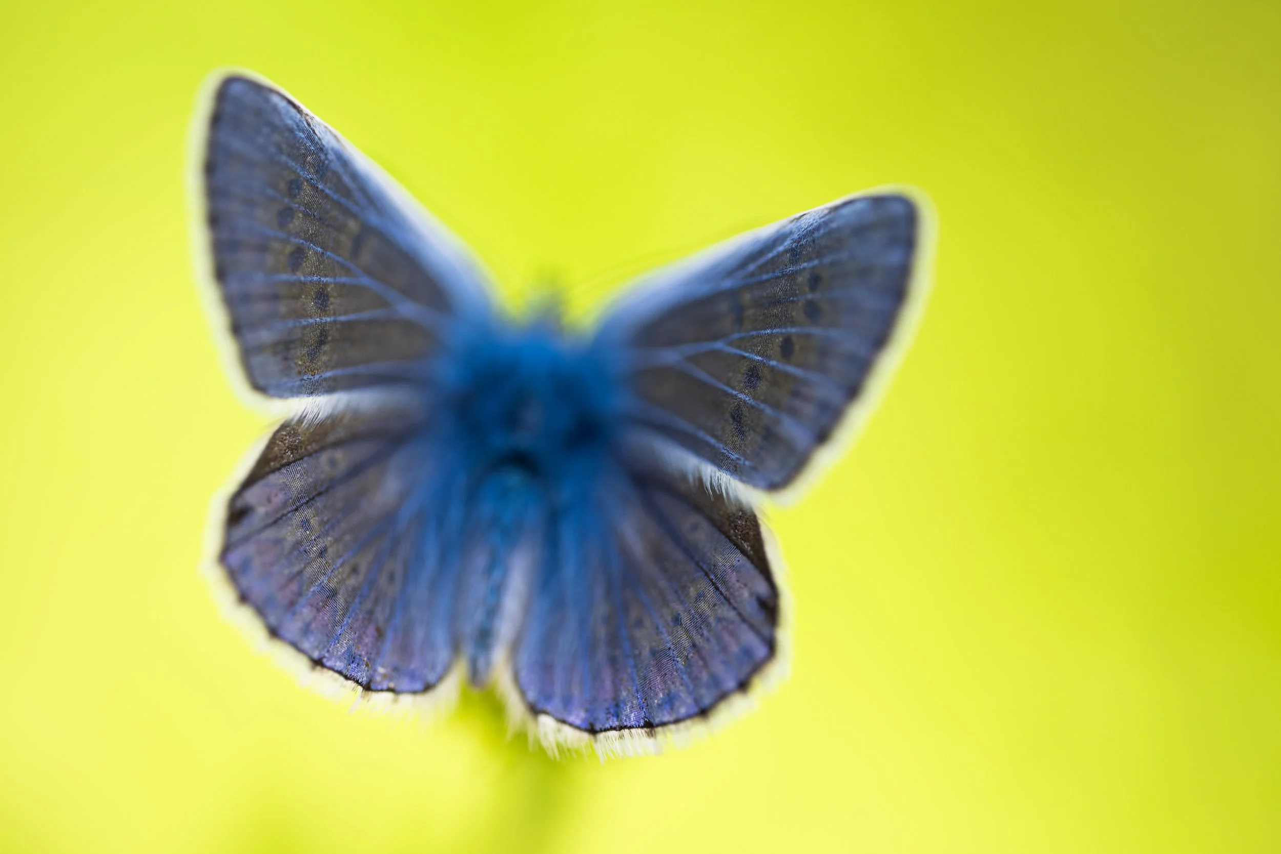 Common blue | NL
