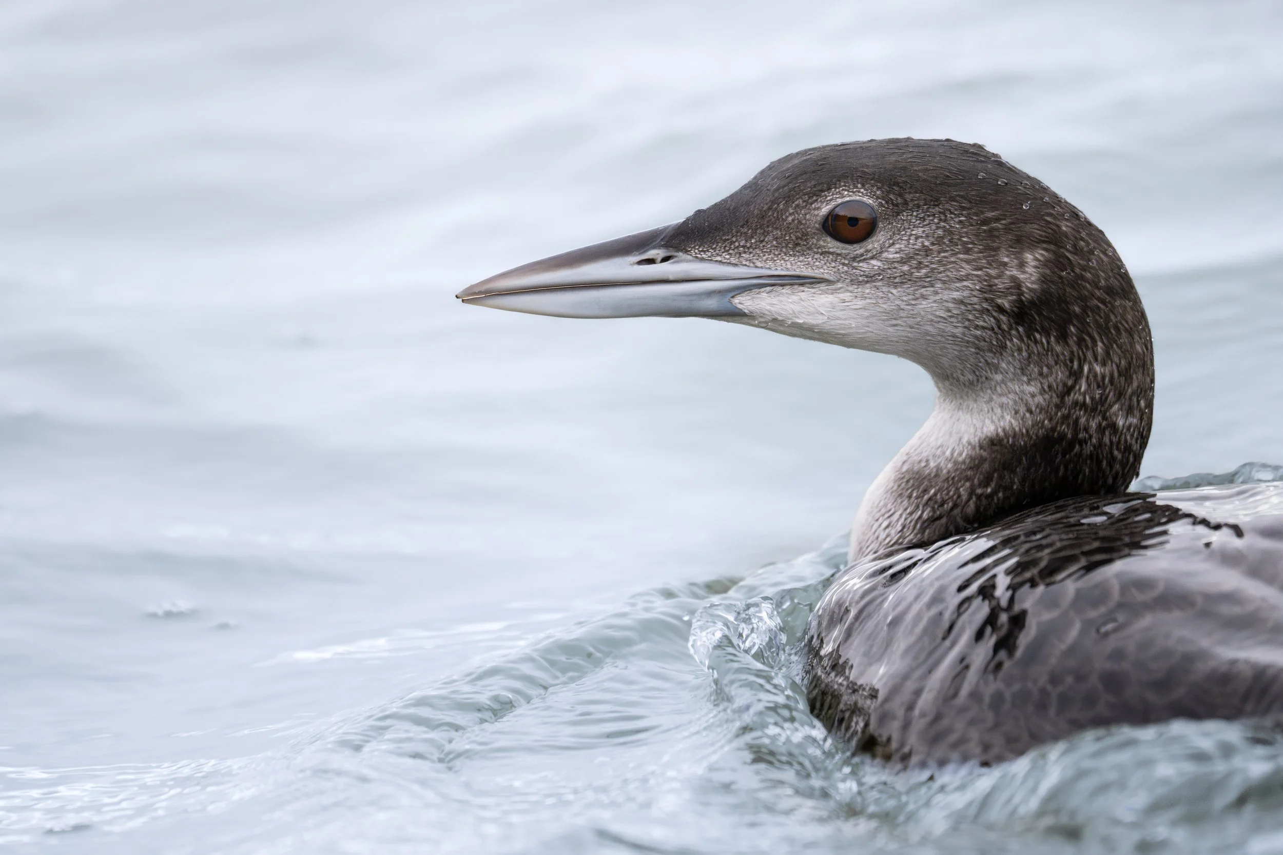 Great northern loon