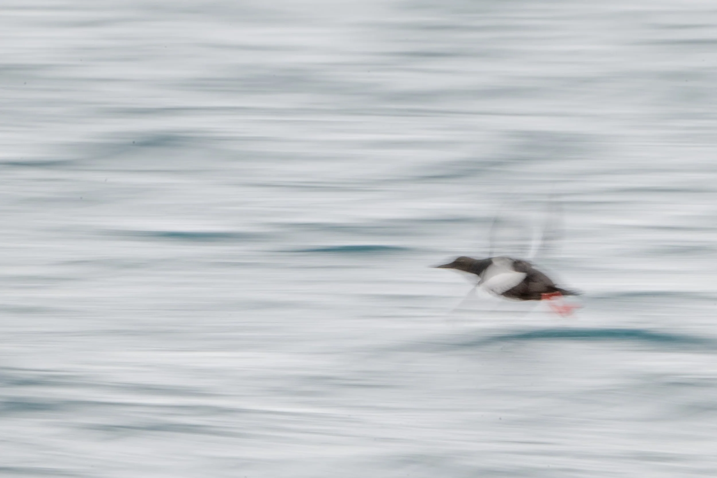 Black guillemot