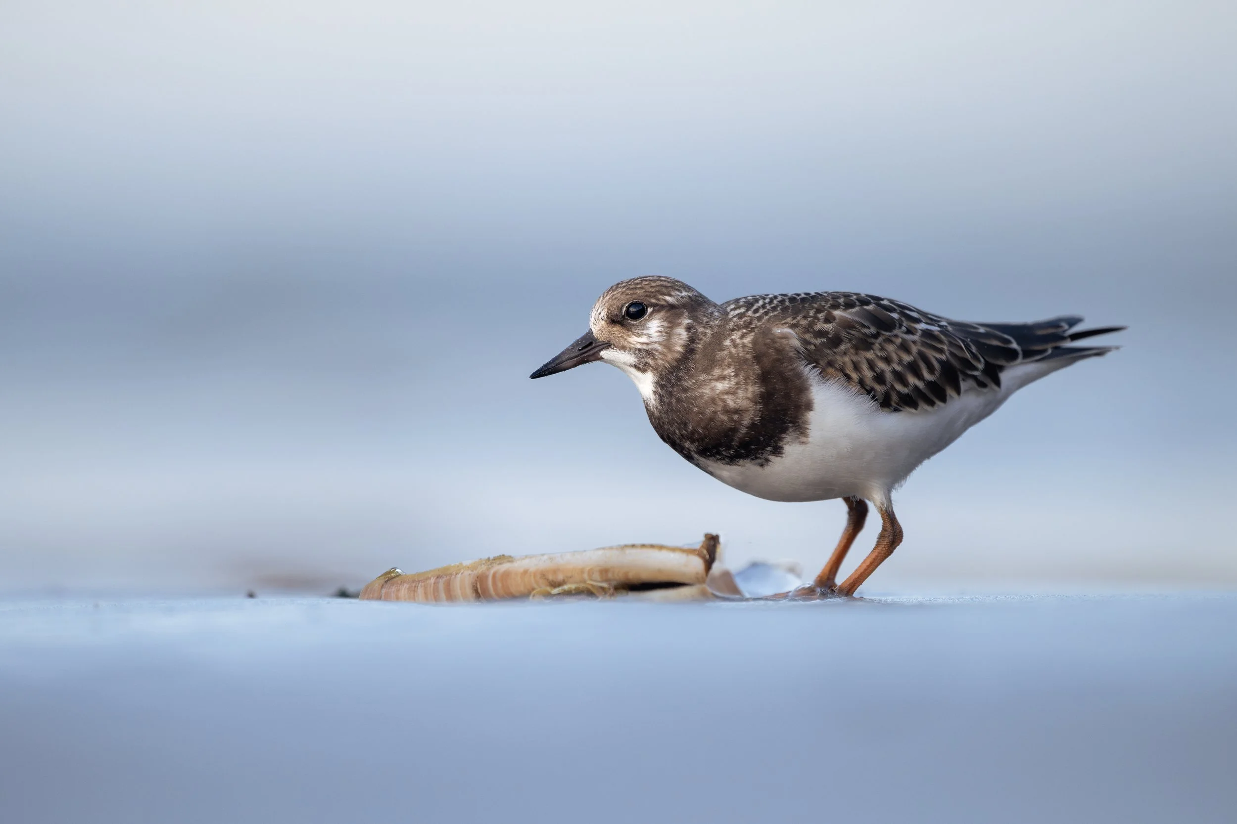Ruddy turnstone
