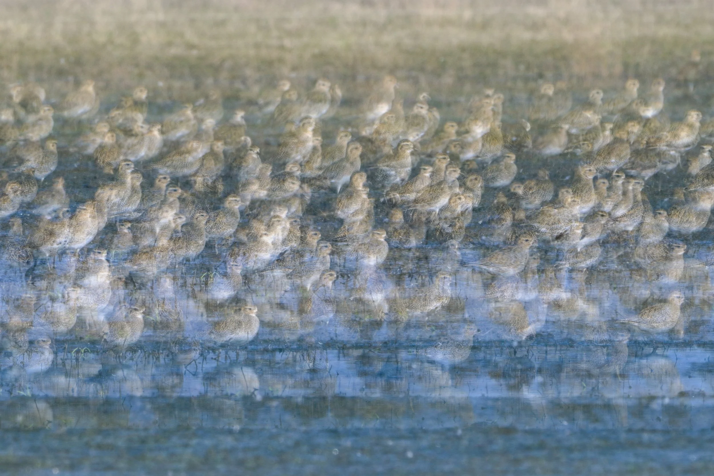 European golden plover