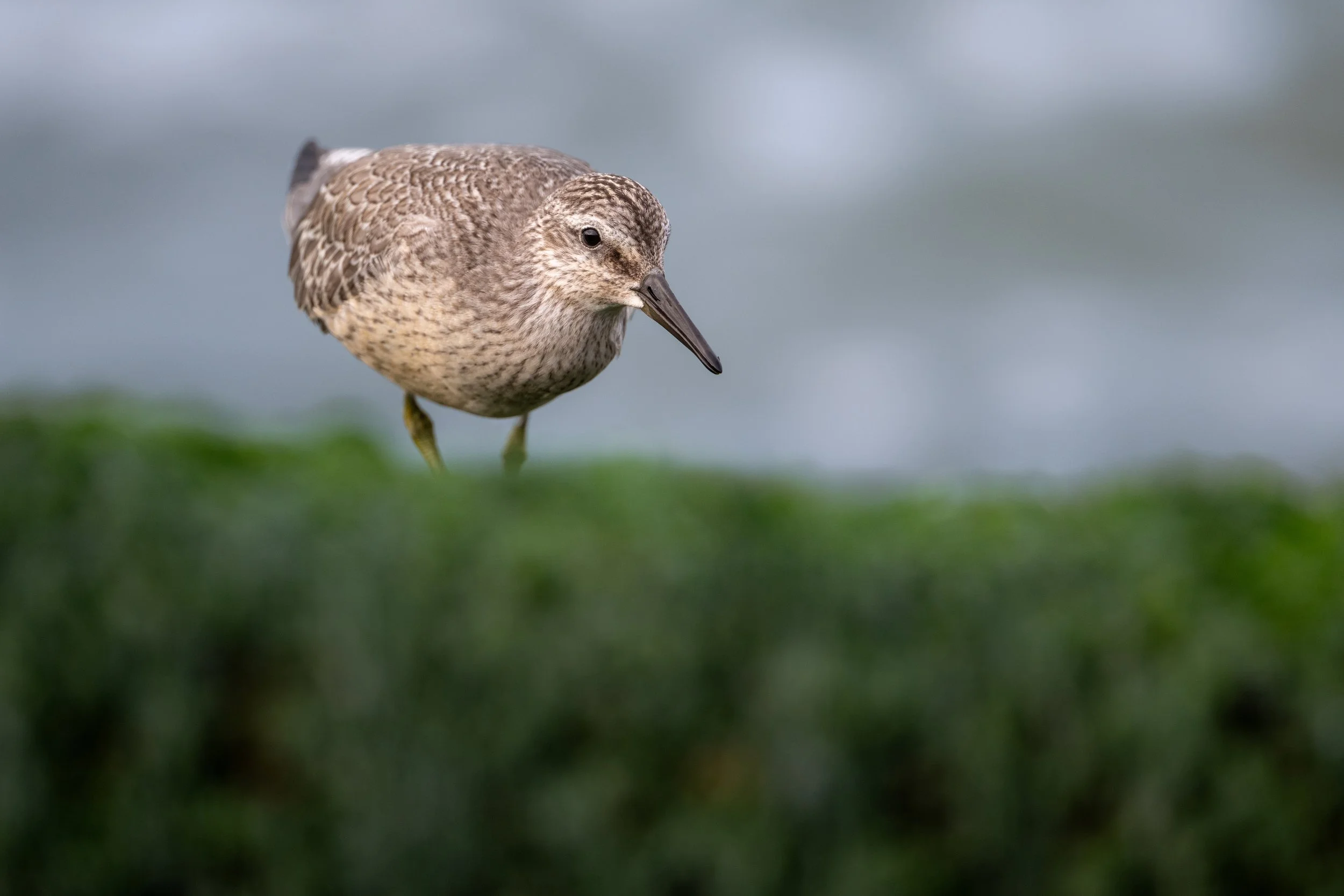 RedKnot2.jpg