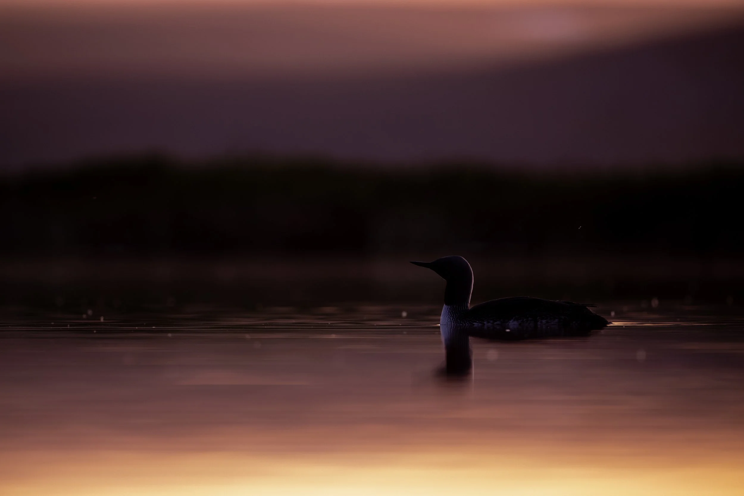 A bird swimming on calm water at sunset with a blurred background of the sky and landscape.