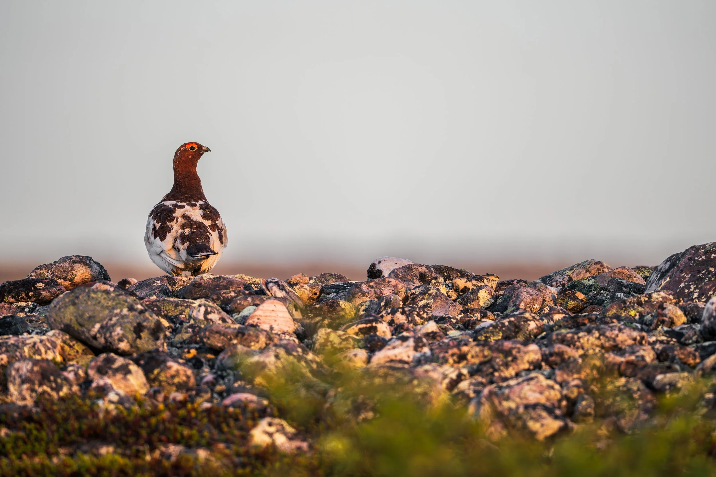 WillowPtarmigan2.jpg