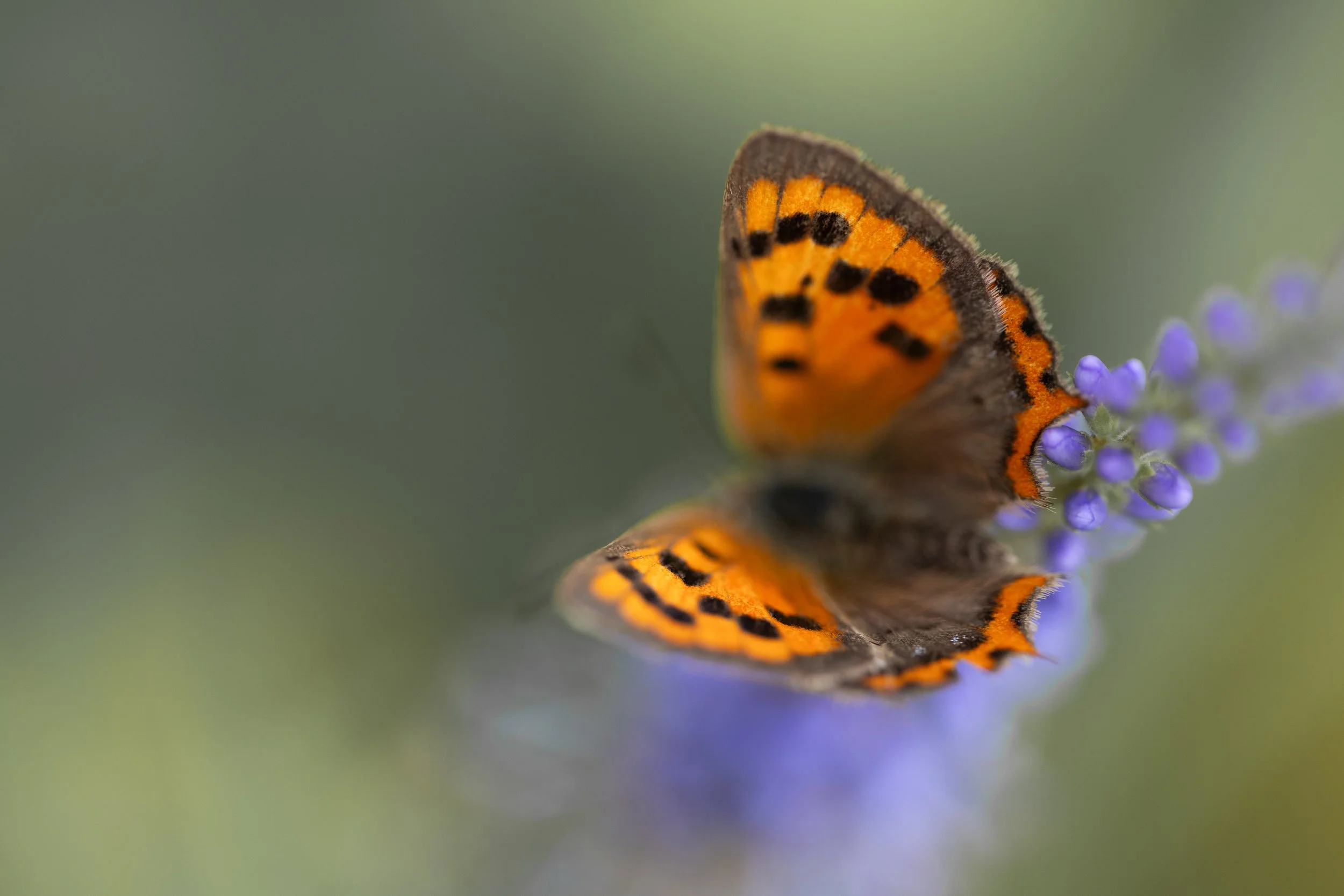 Small copper | NL