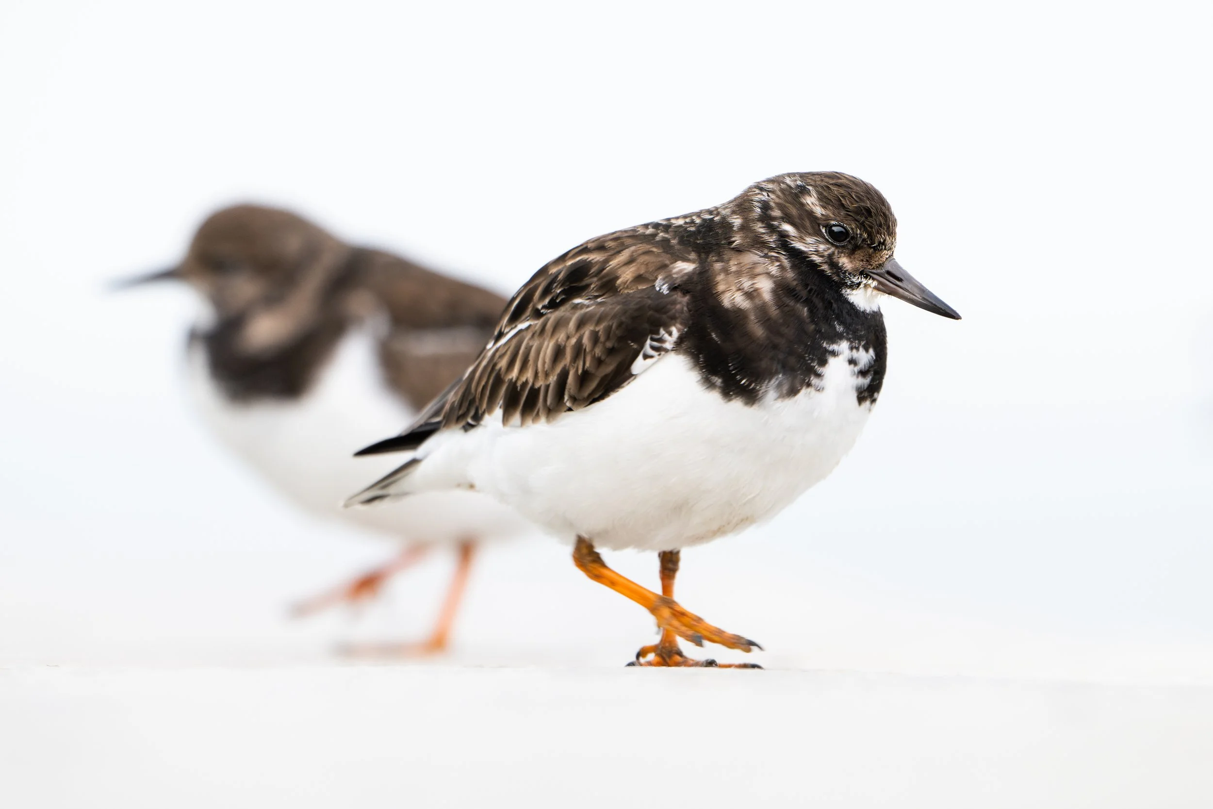 Ruddy turnstone