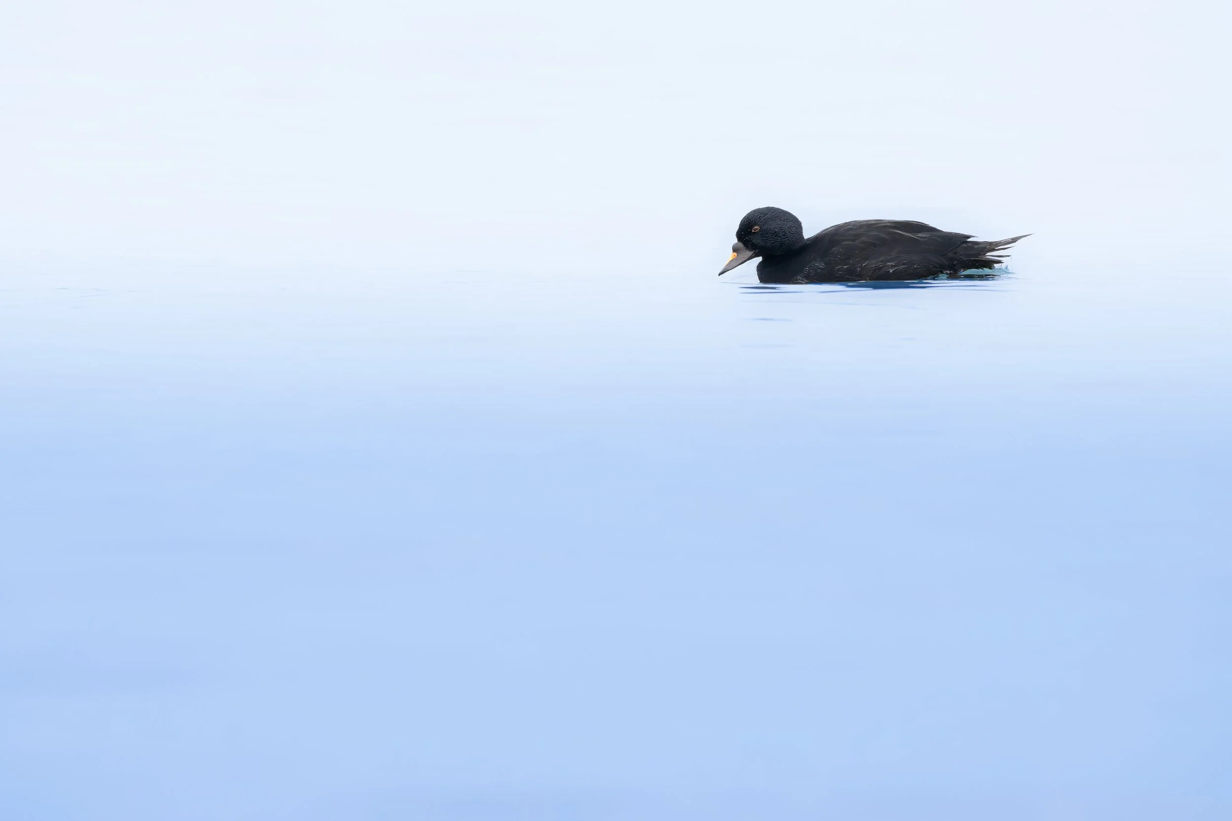 Common scoter