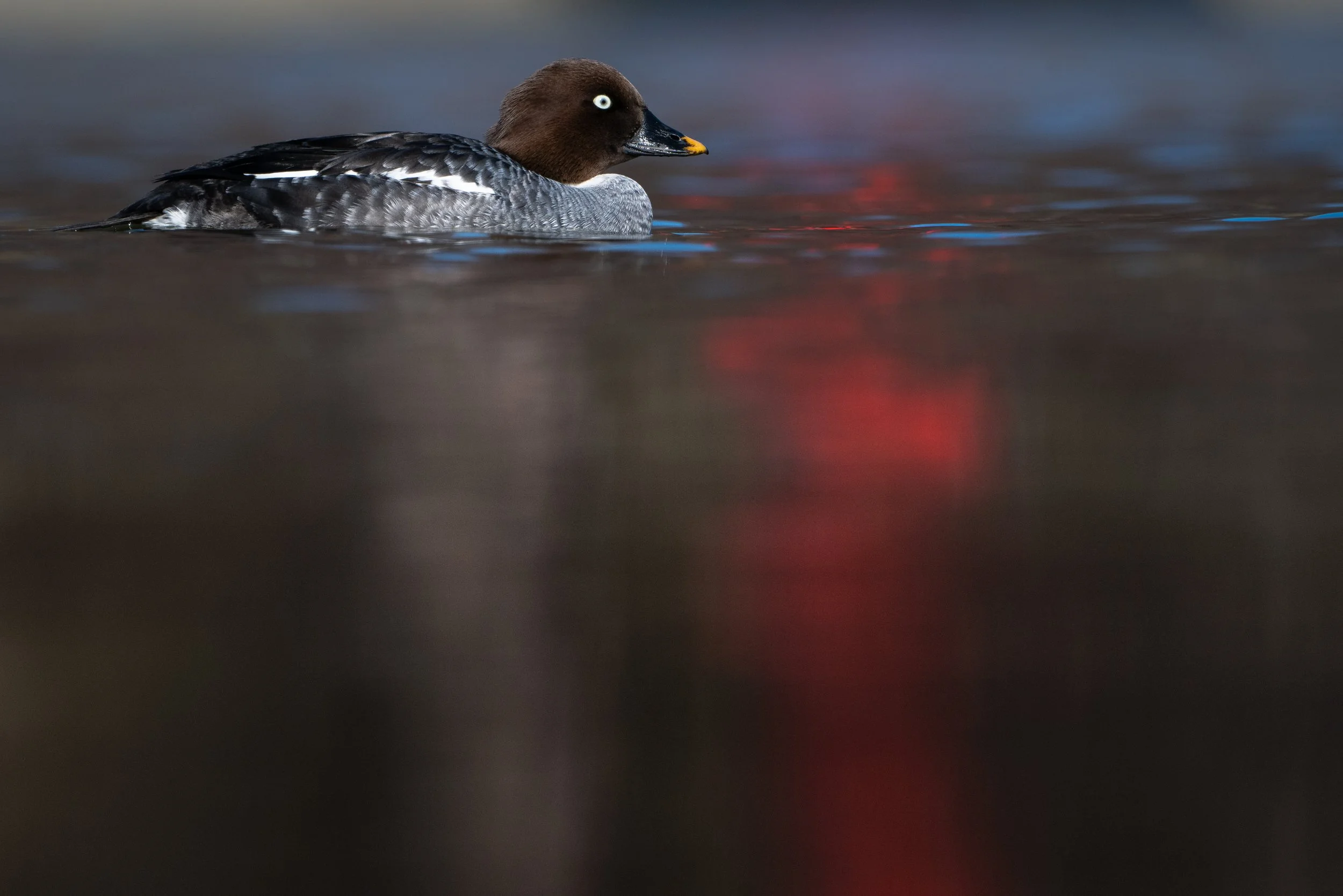 Common goldeneye