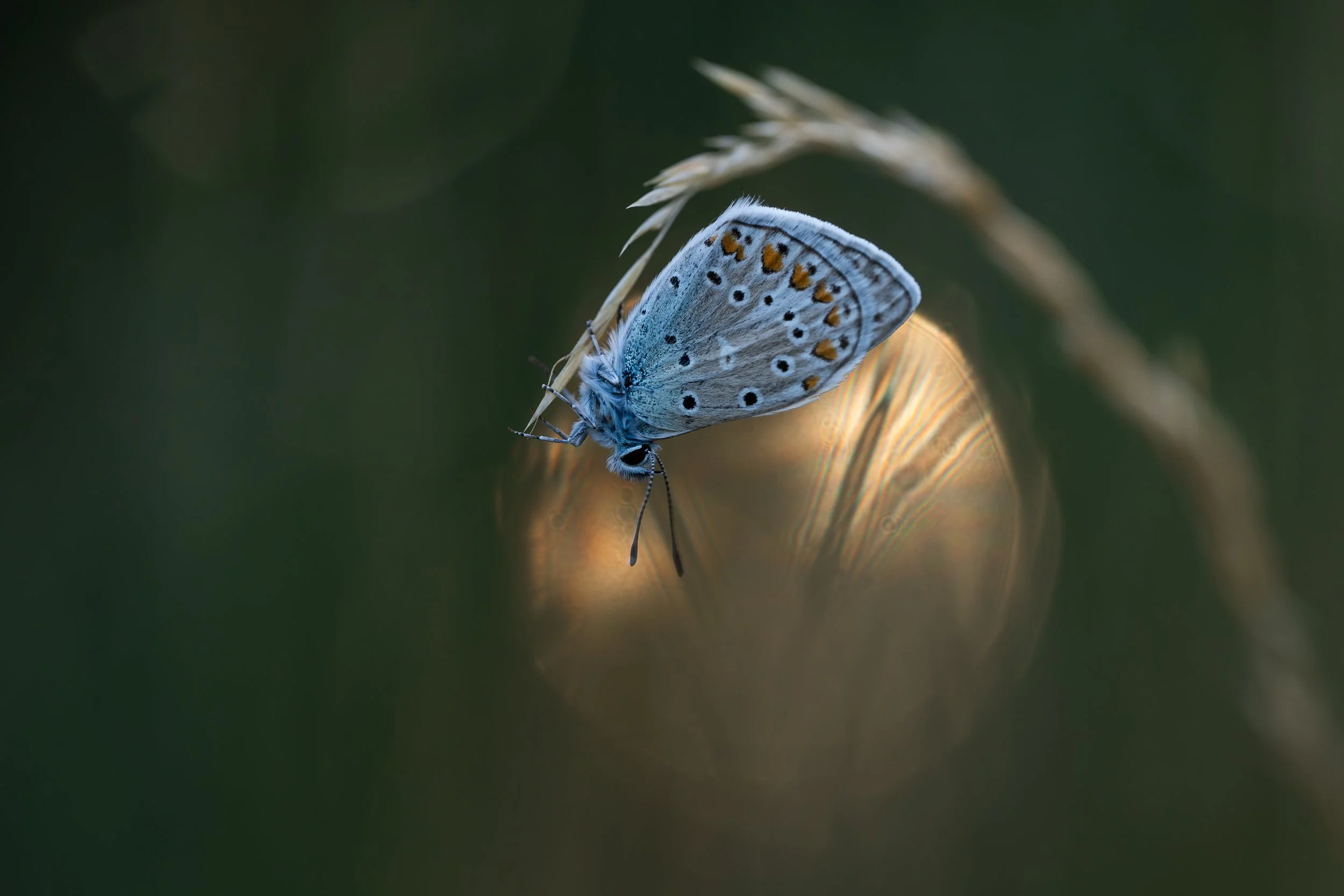 CommonBlue5.jpg