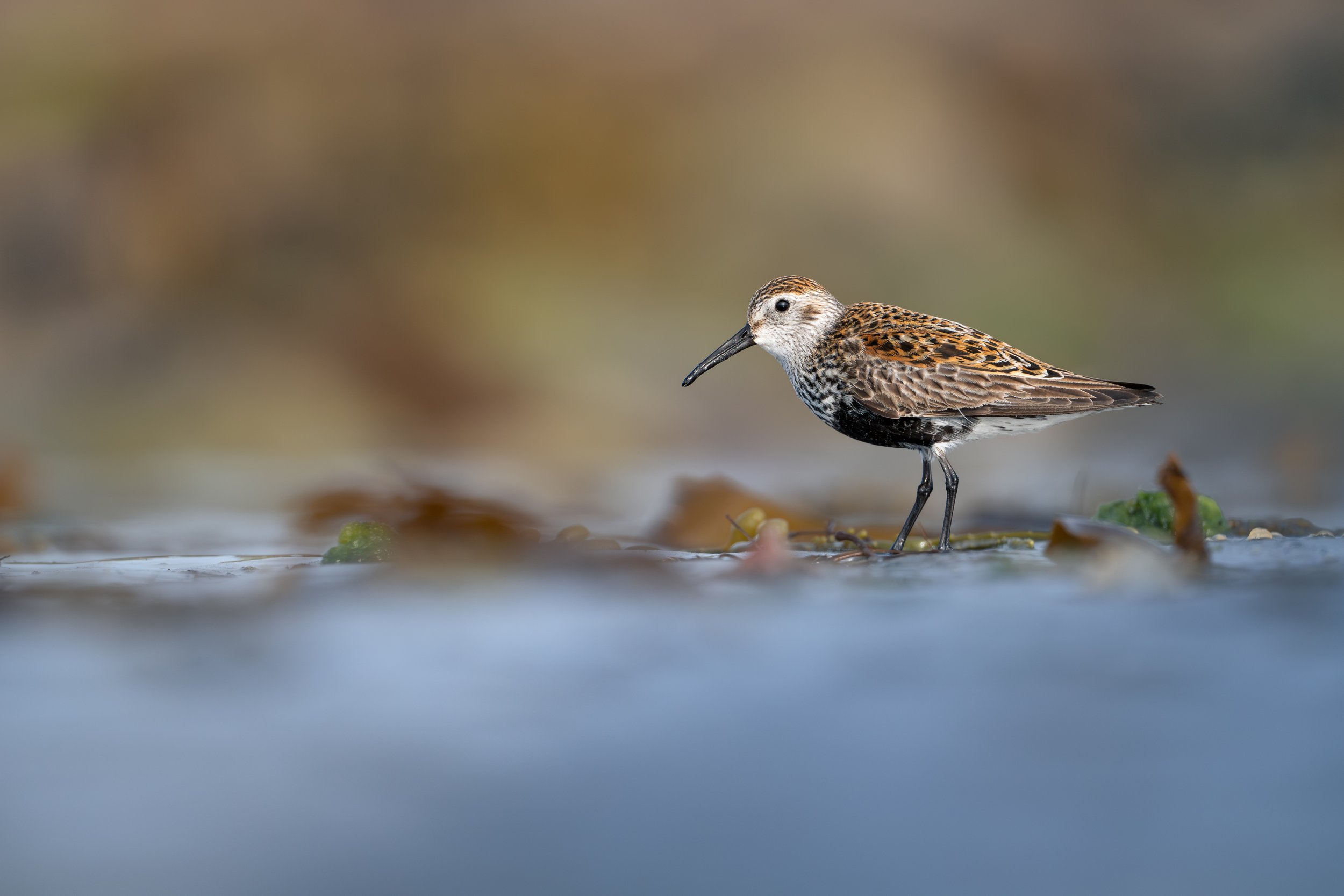 A close-up of a small bird standing on the ground near water, with a blurred natural background.