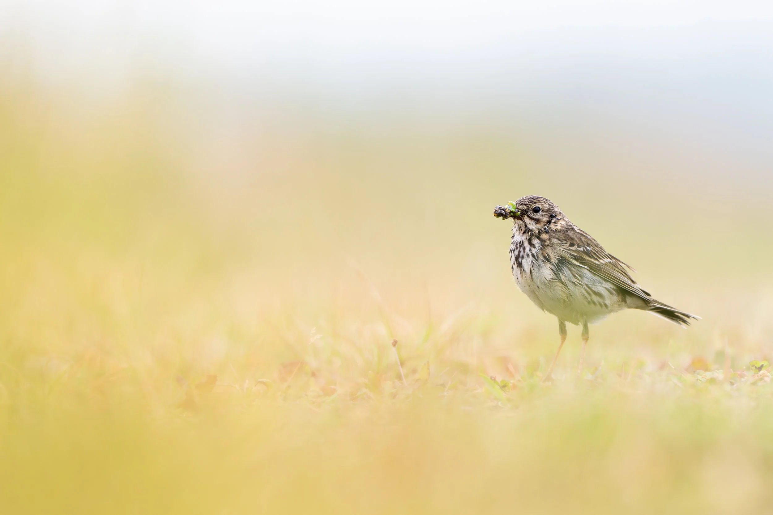 Meadow pipit