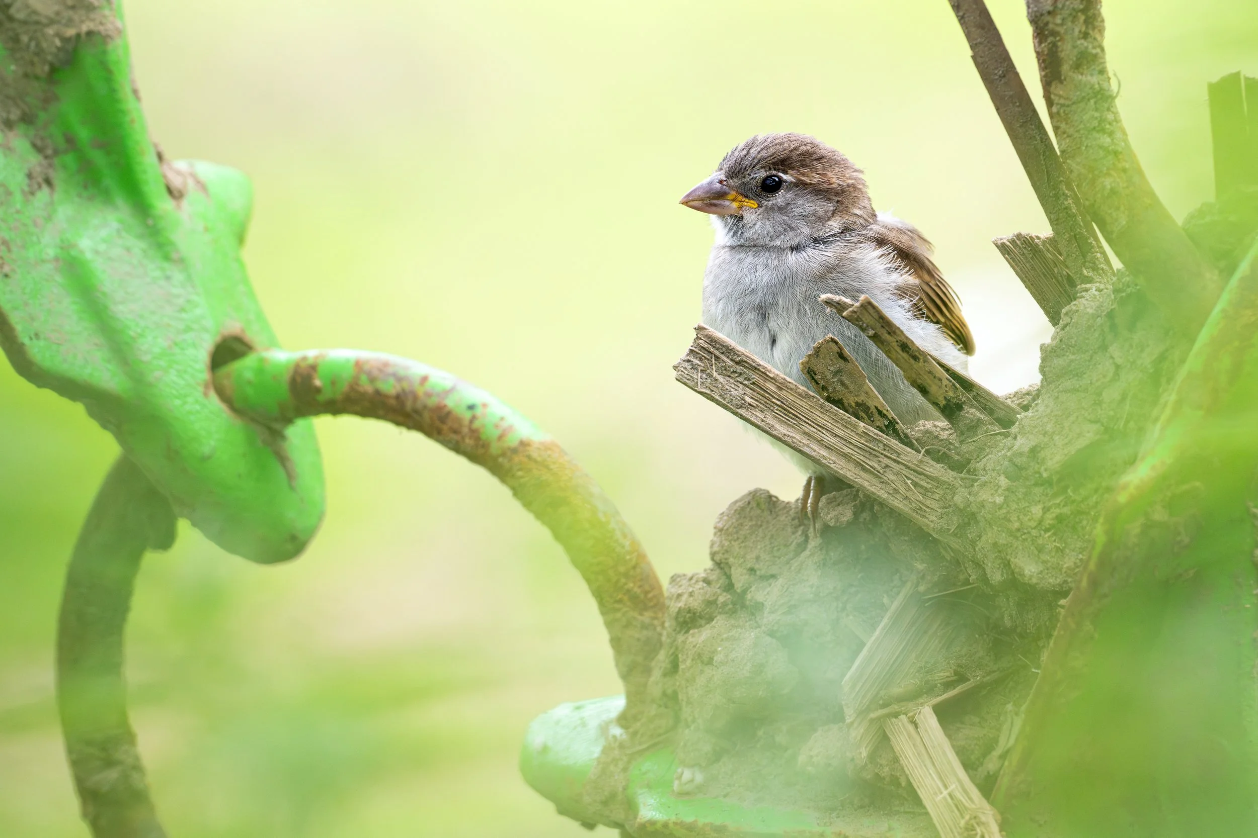 House sparrow