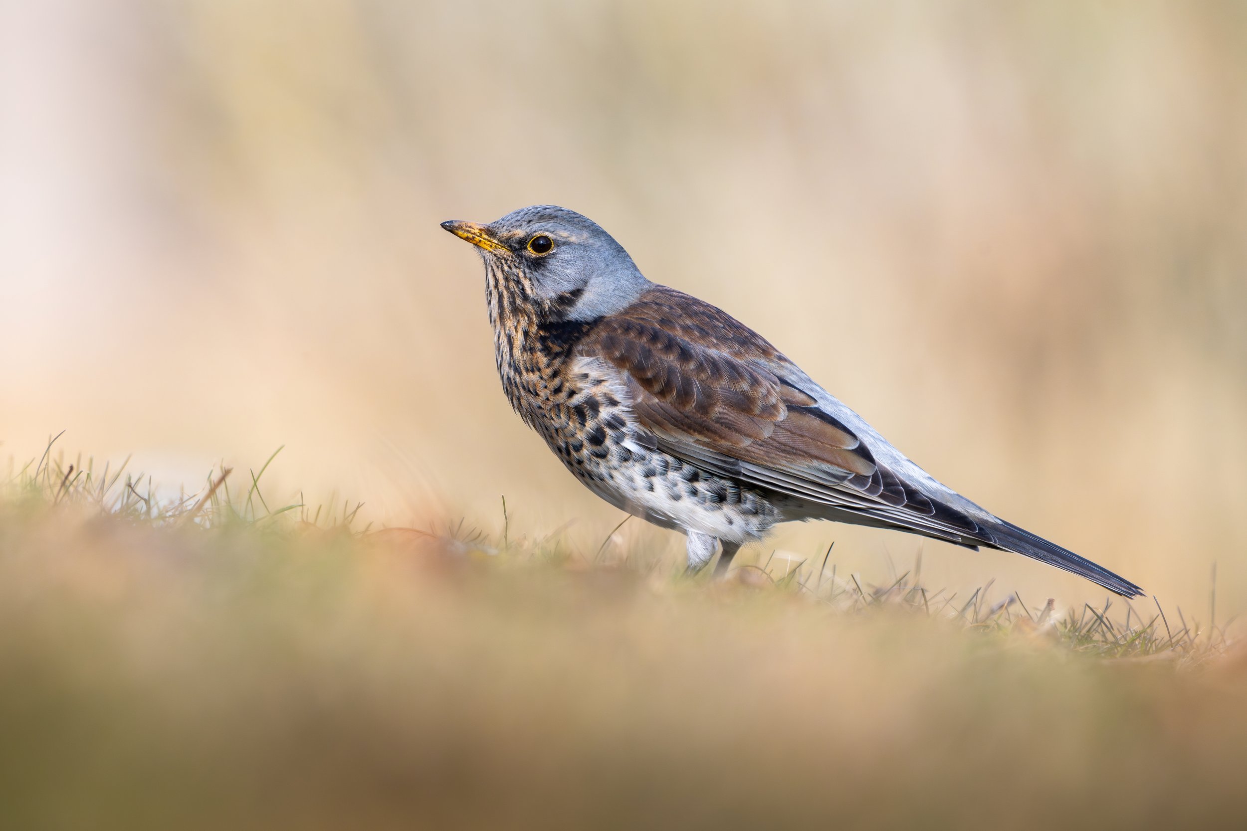 Fieldfare