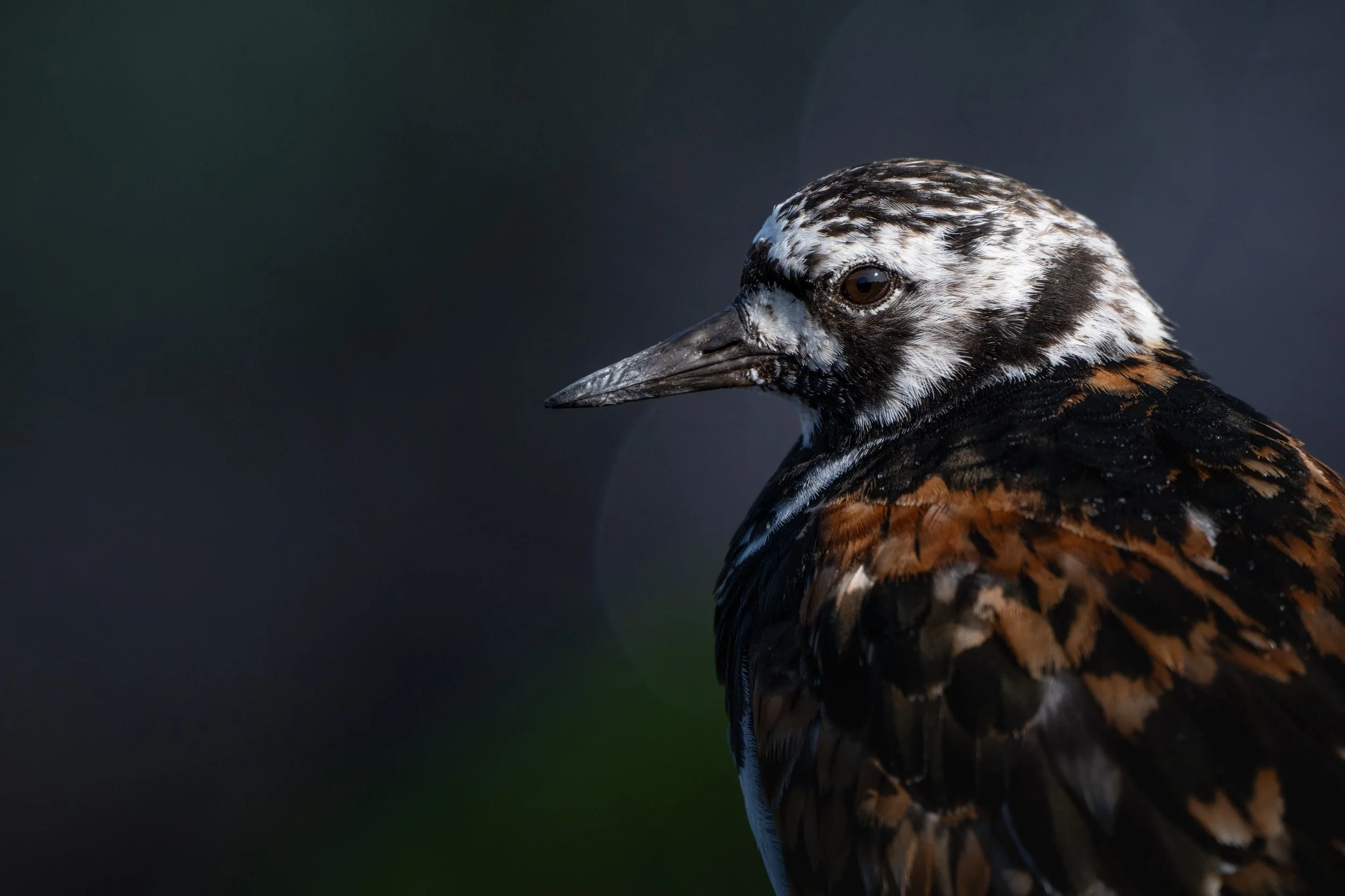 Ruddy turnstone