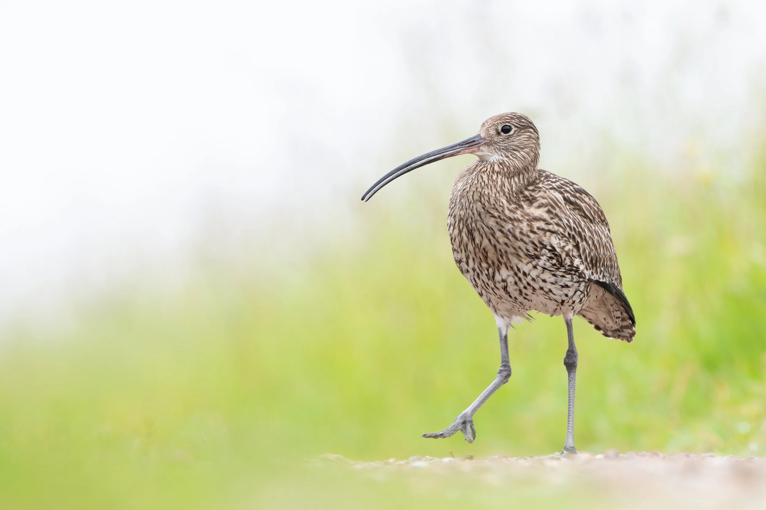 Eurasian curlew