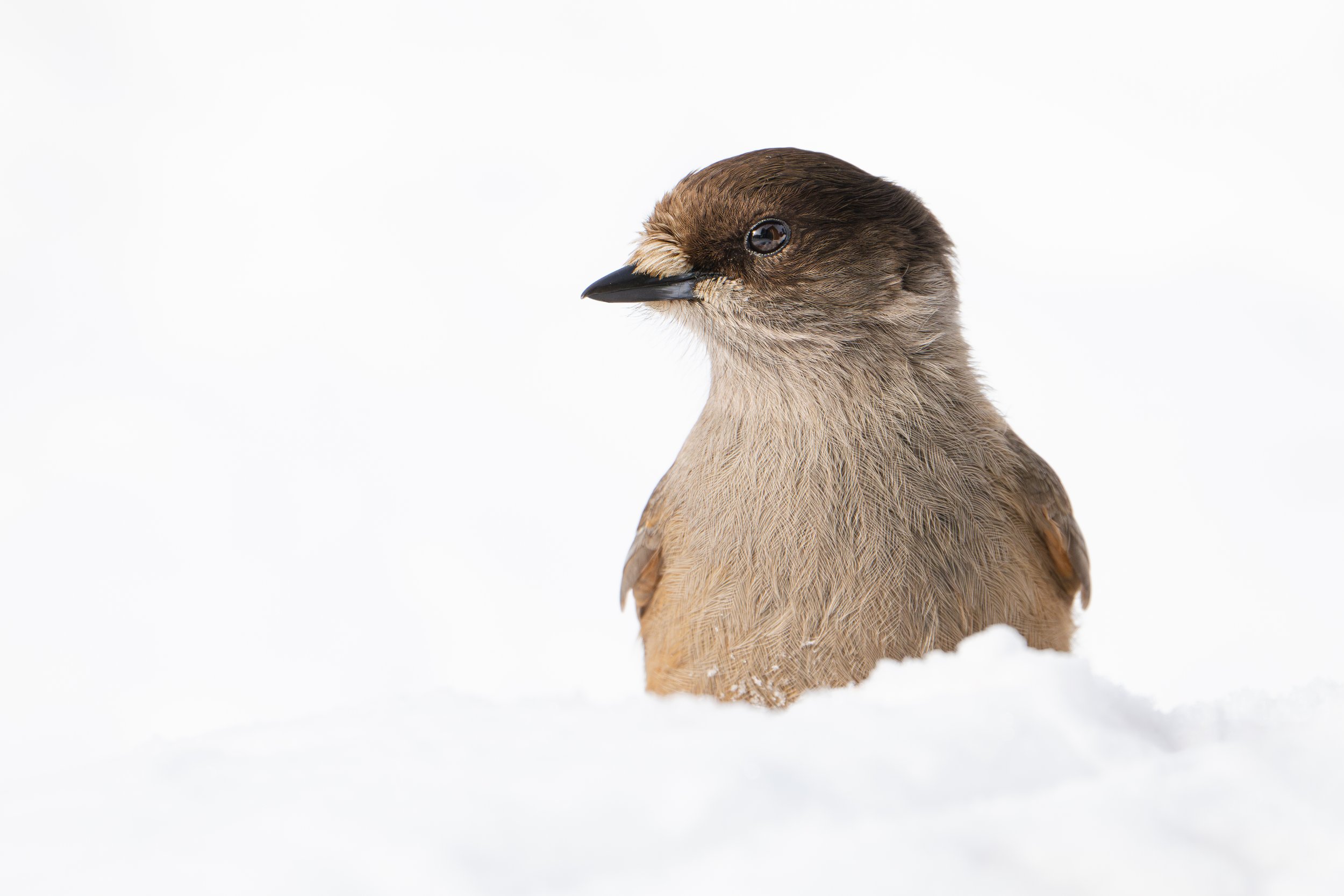 A close-up of a bird's head and upper body against a white background.