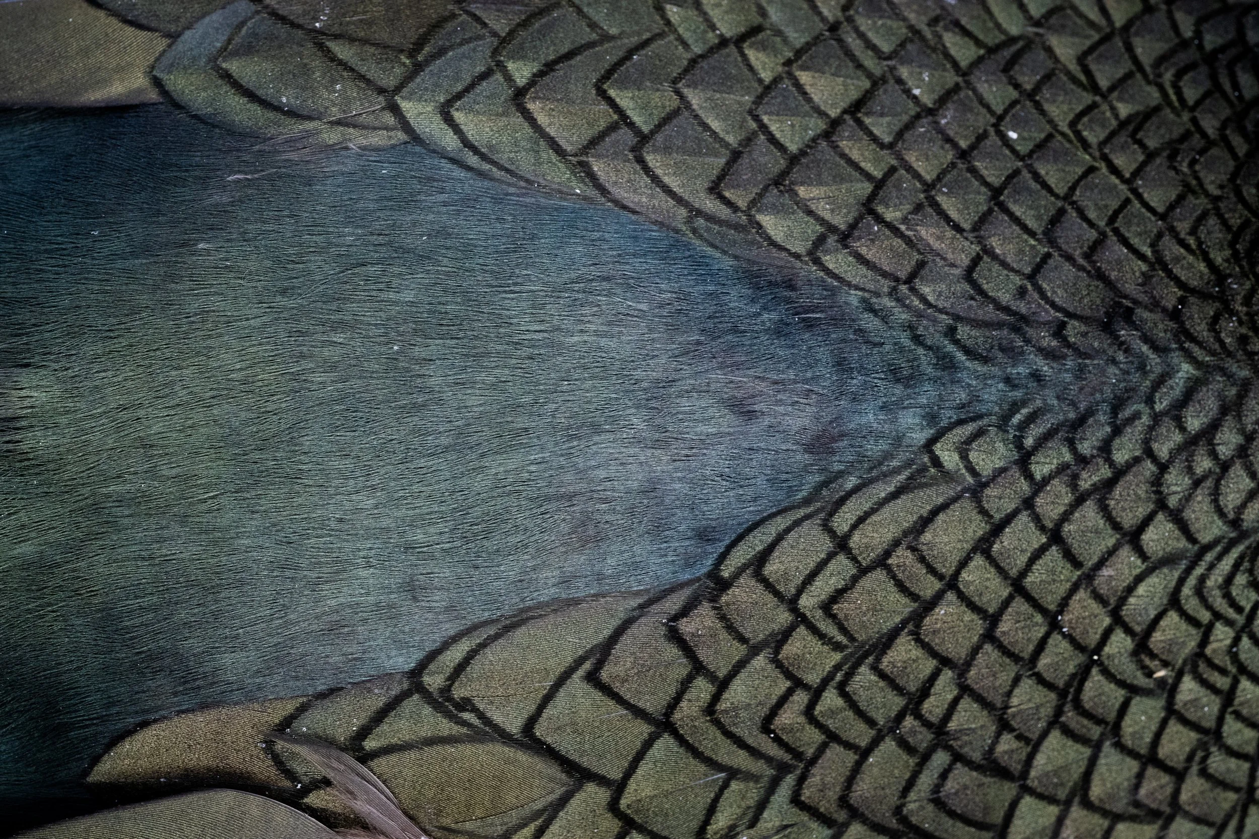 Close-up of a bird feather with black and greenish-brown barred pattern and iridescent sheen.