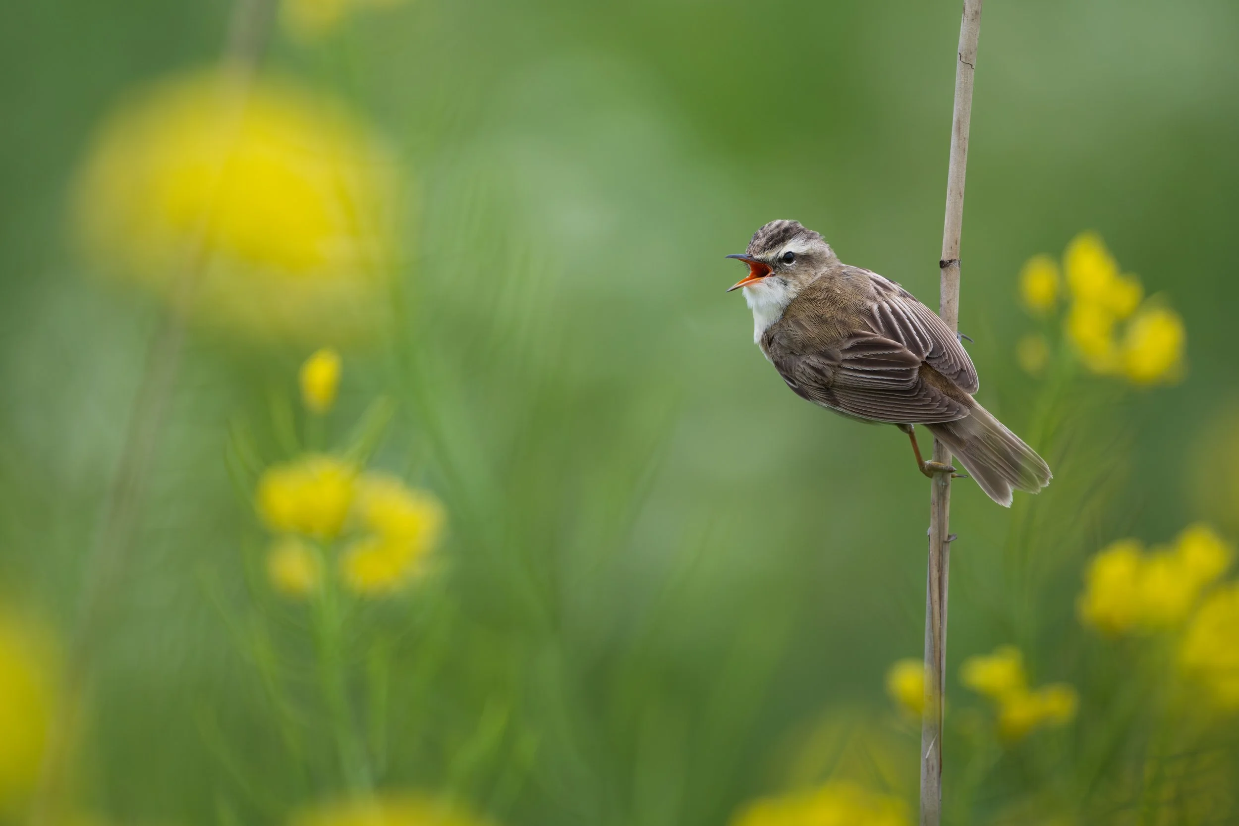 Sedge warbler