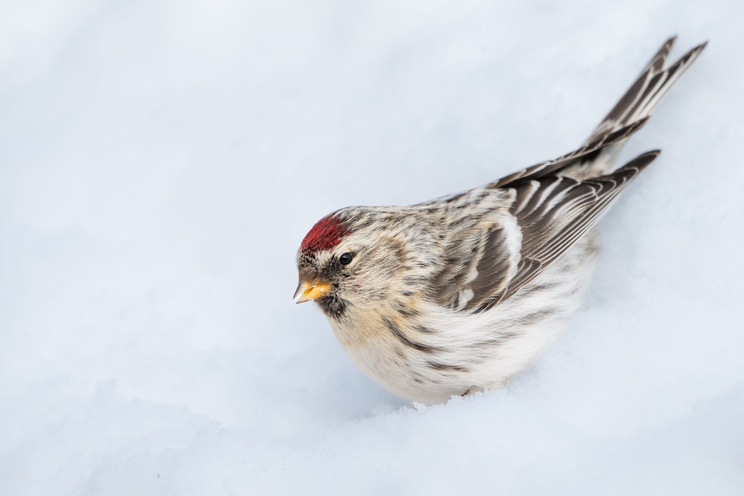 Arctic redpoll (F)