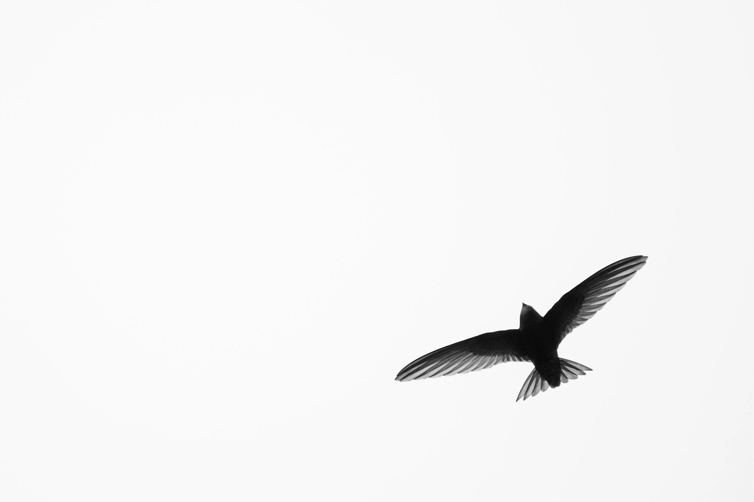 Common swift