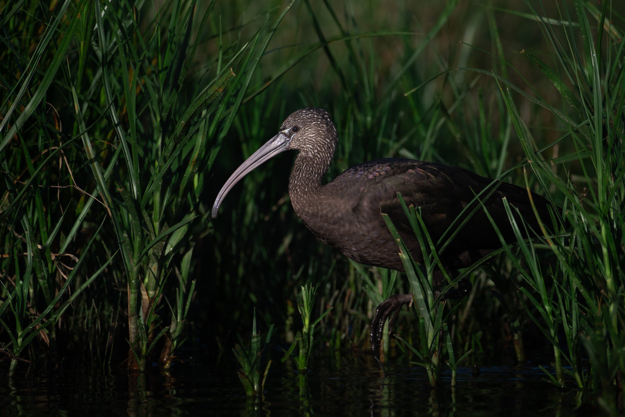 Glossy ibis