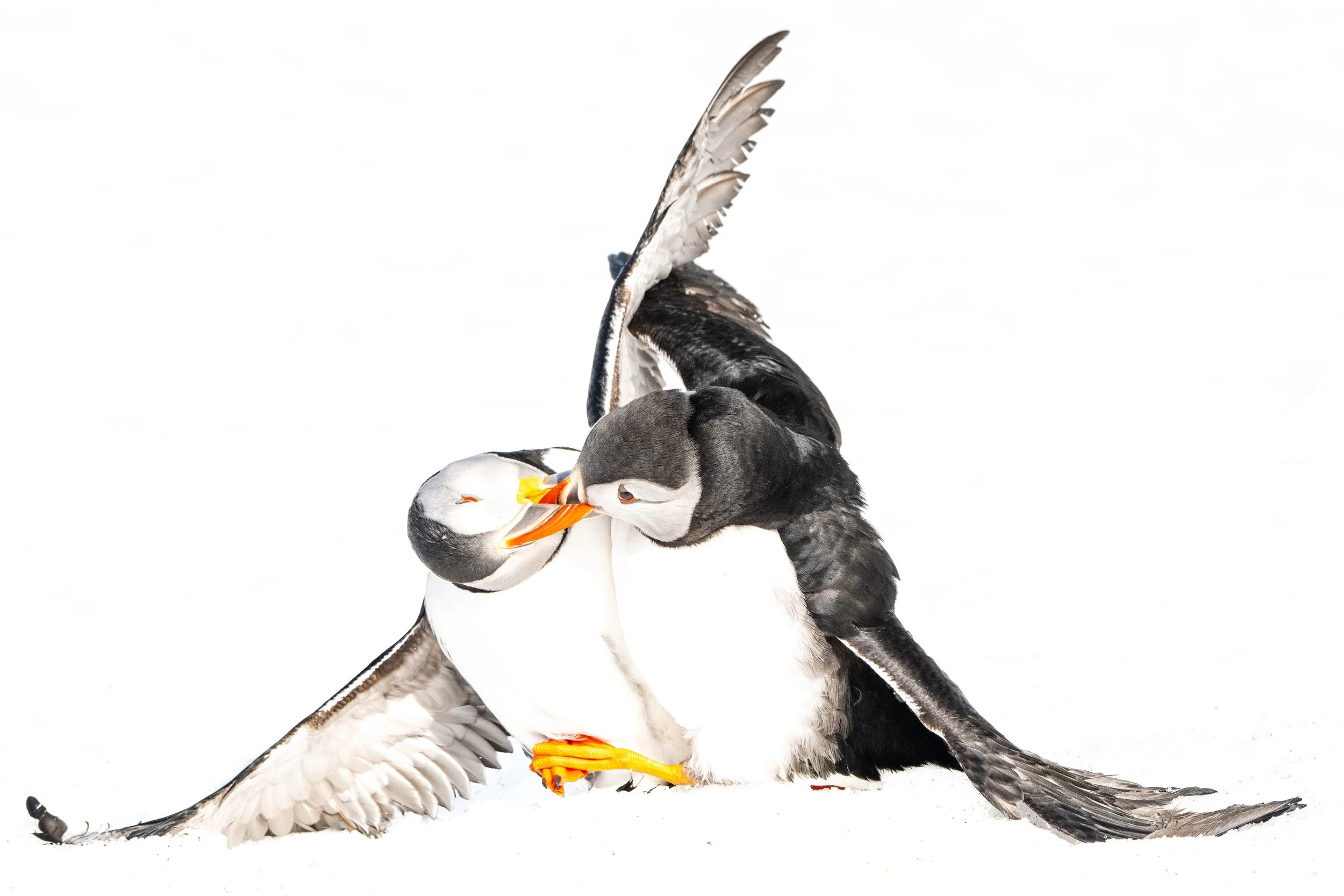 Atlantic puffin