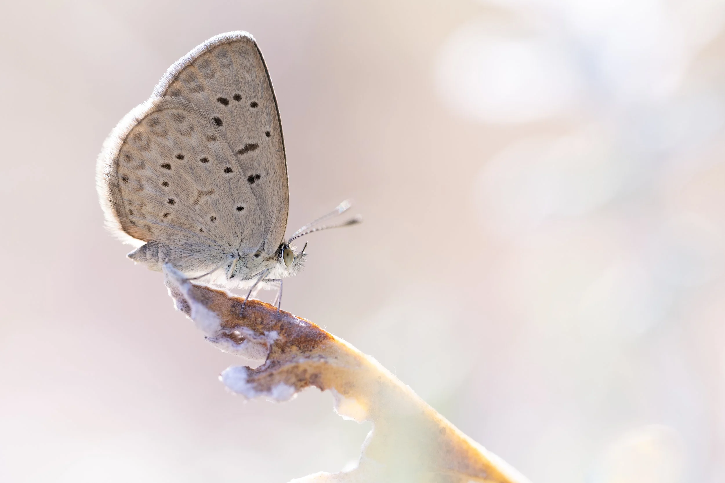 Dark grass blue | PT