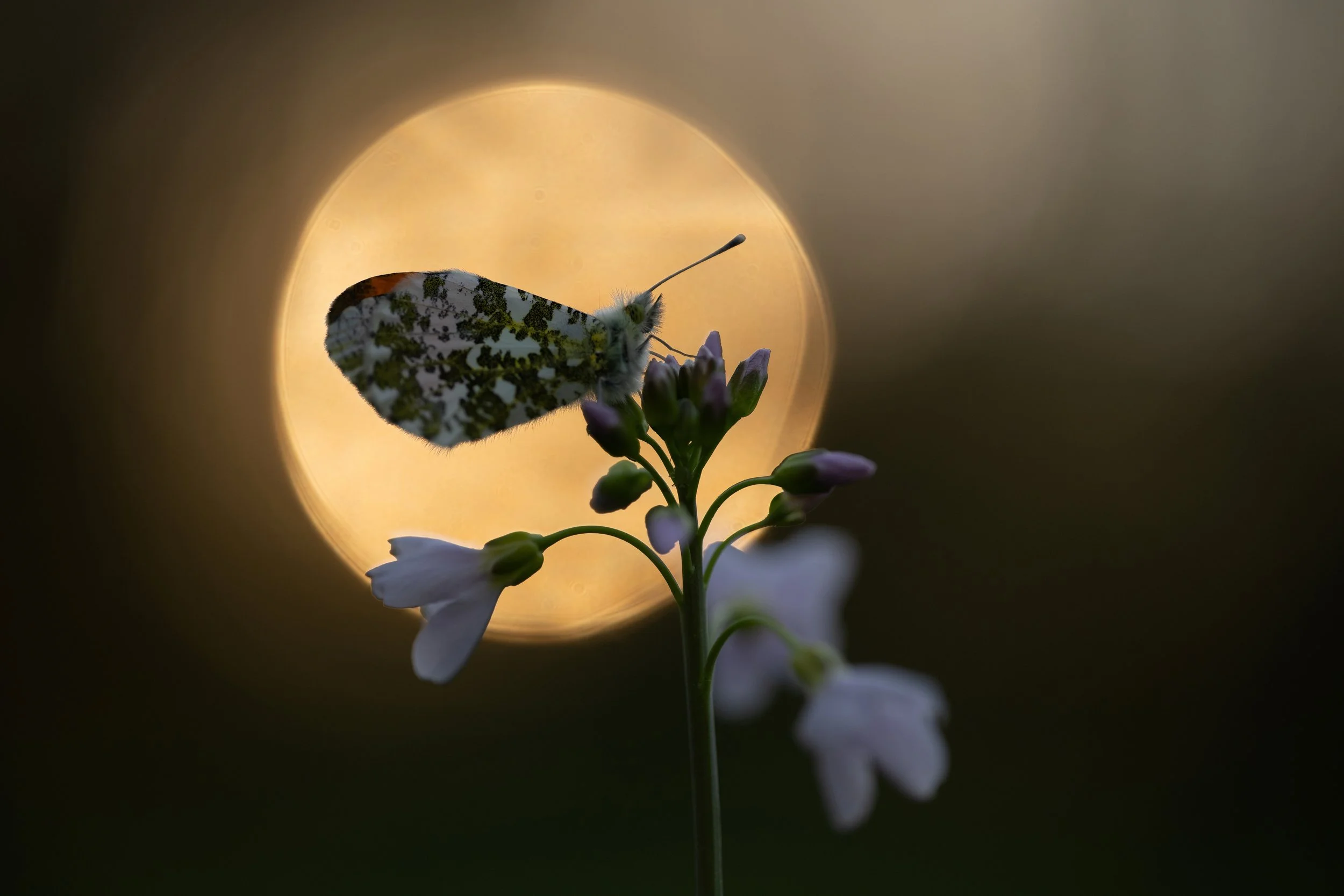 A butterfly perched on a white flower with multiple small buds, backlit by a circular sunset or bright light in the background.