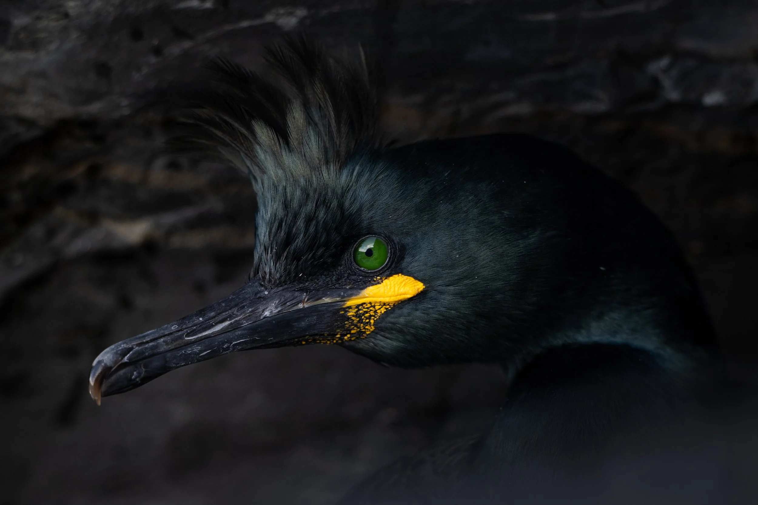 European shag