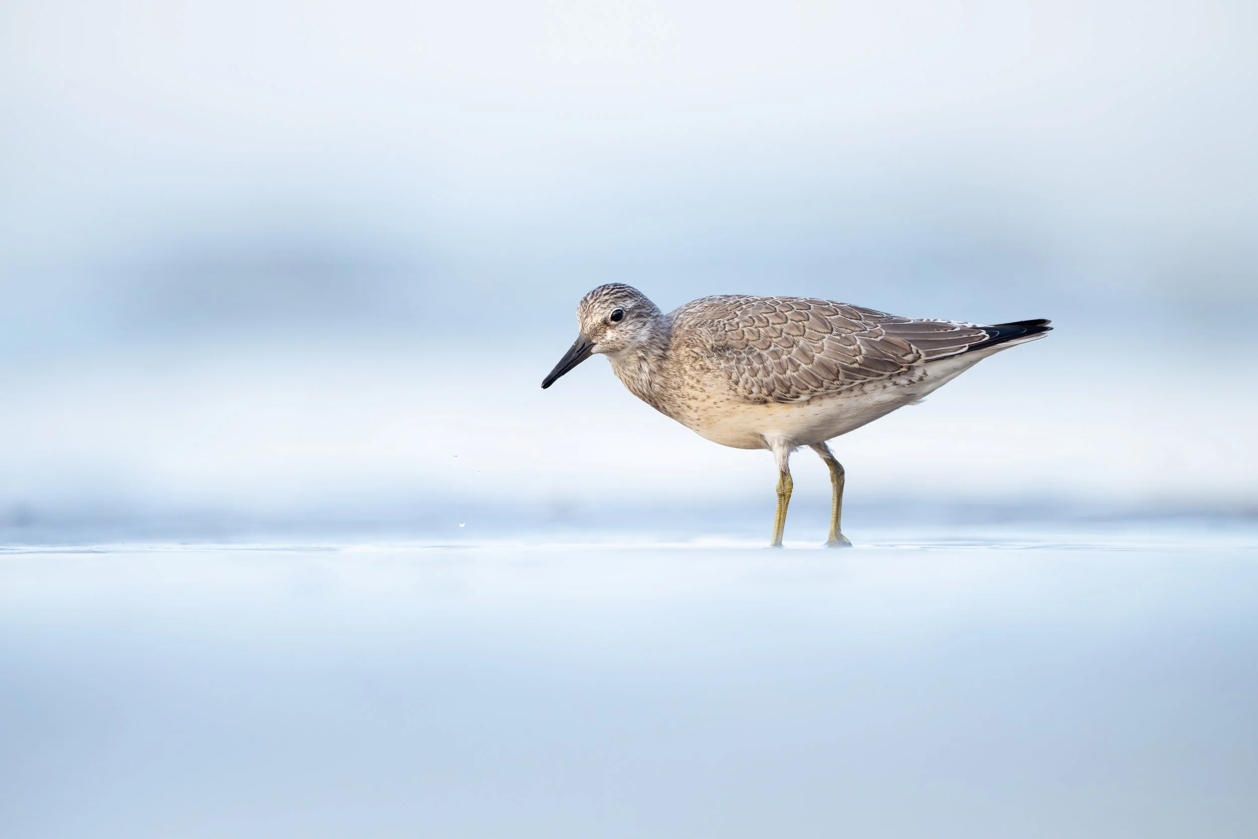 A bird standing in shallow water with a light blue and white background.