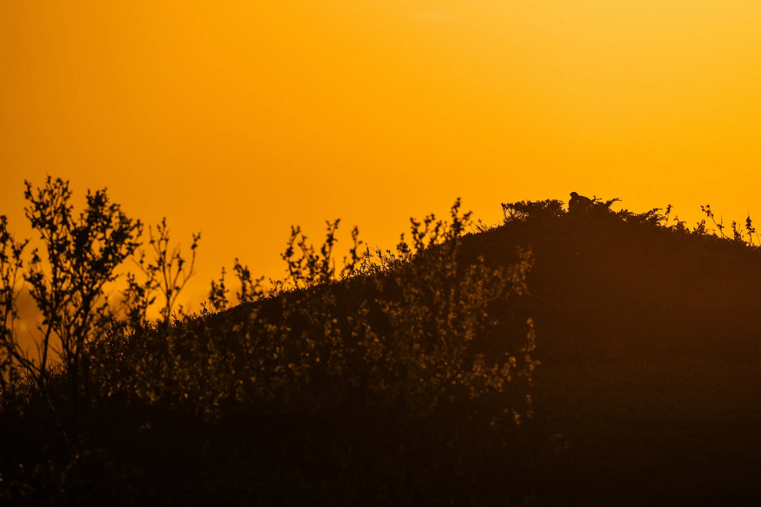 Silhouette of a person sitting on a hilltop surrounded by trees at sunset with a vibrant yellow-orange sky.
