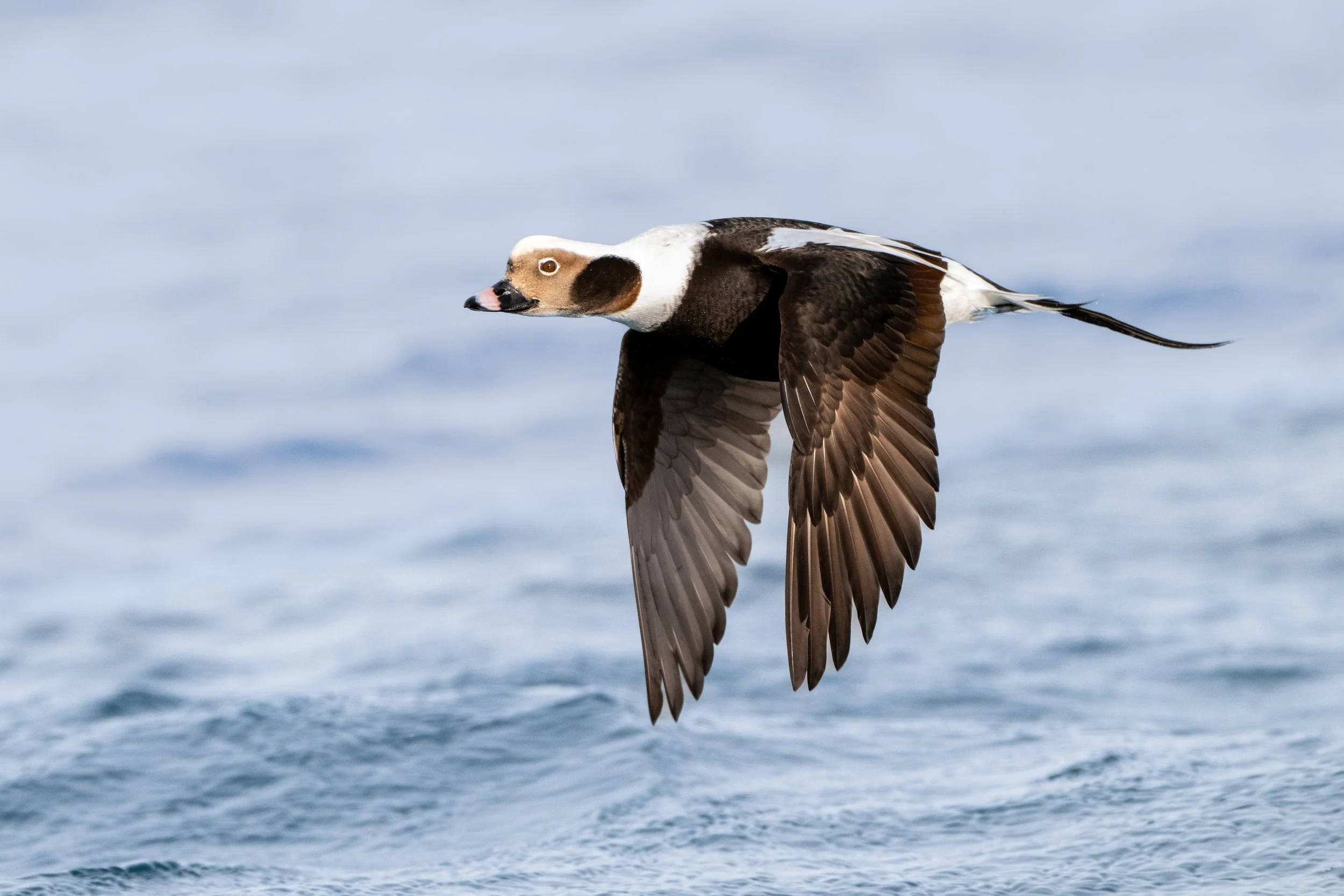Long-tailed duck