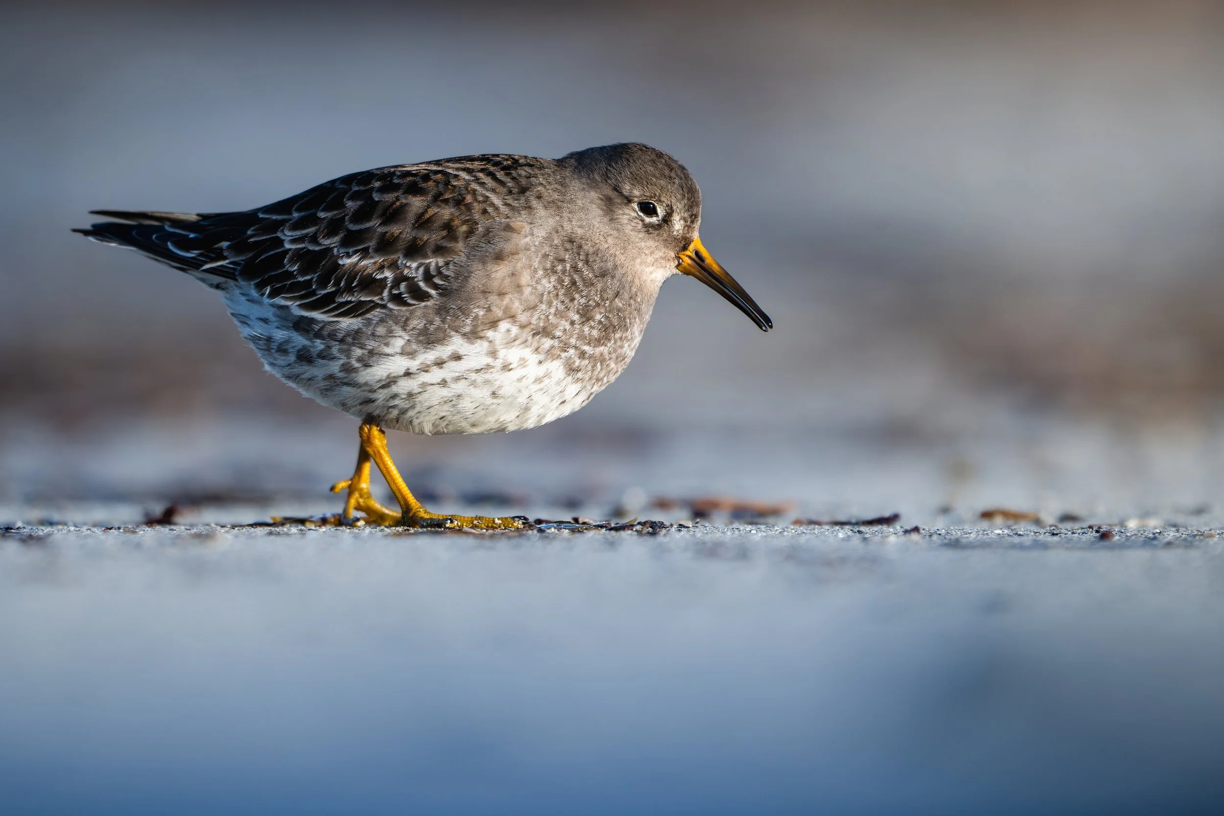 Purple sandpiper