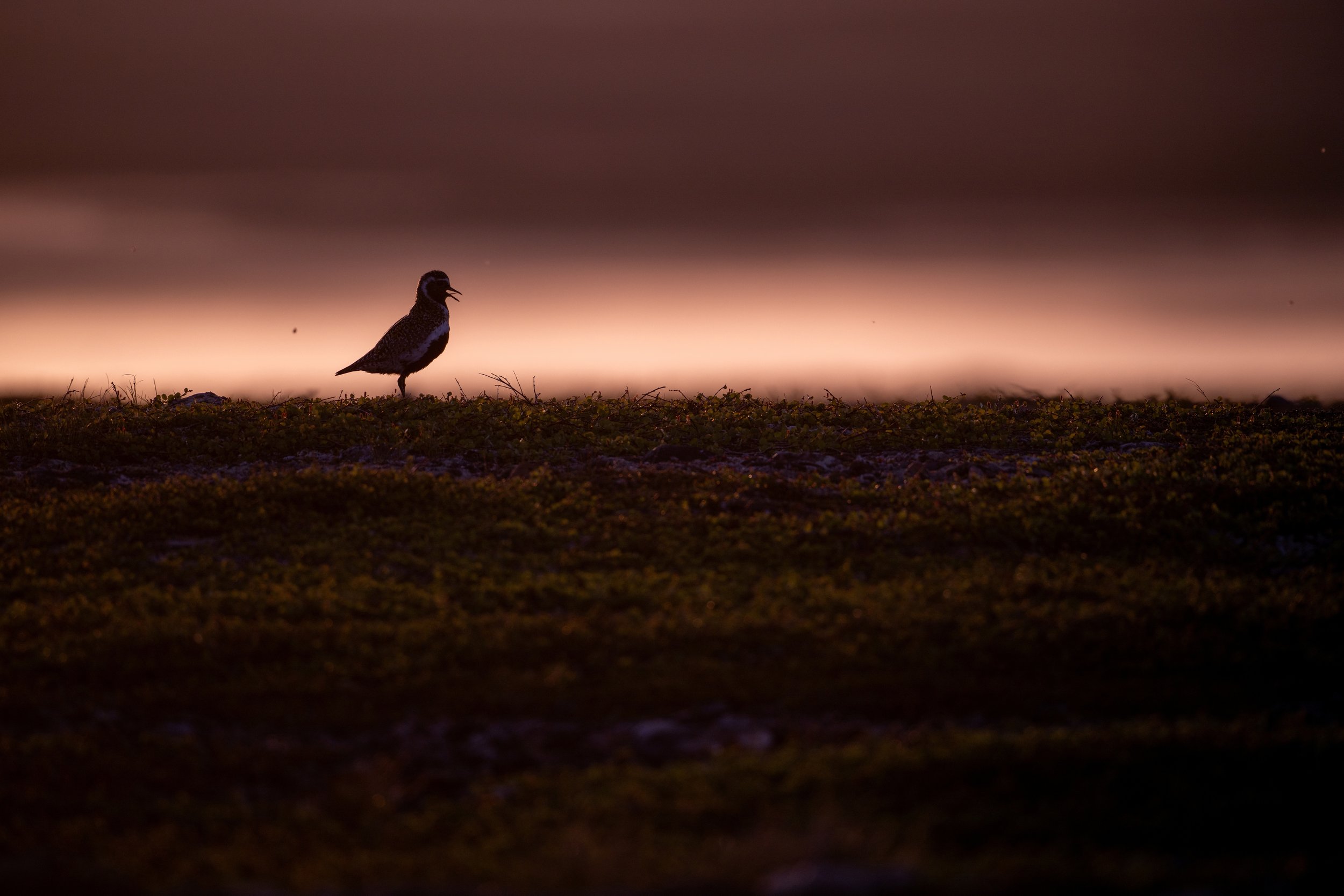 A bird standing on the ground during sunset or sunrise with the sky in shades of pink, purple, and orange, and a single bright star visible in the sky.