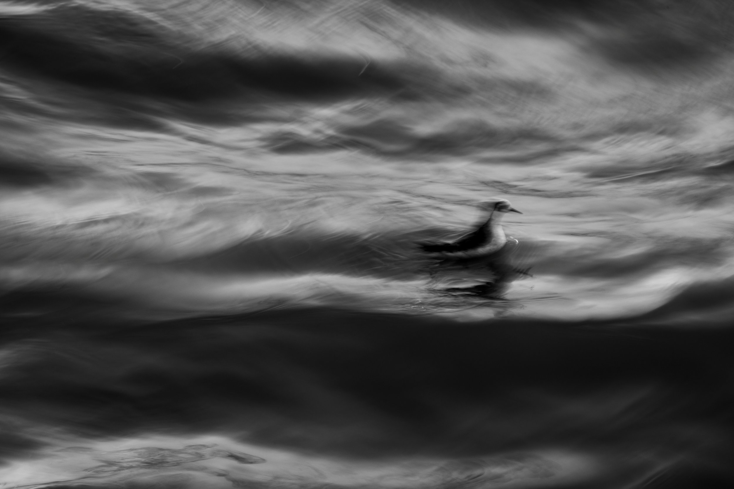 Red phalarope