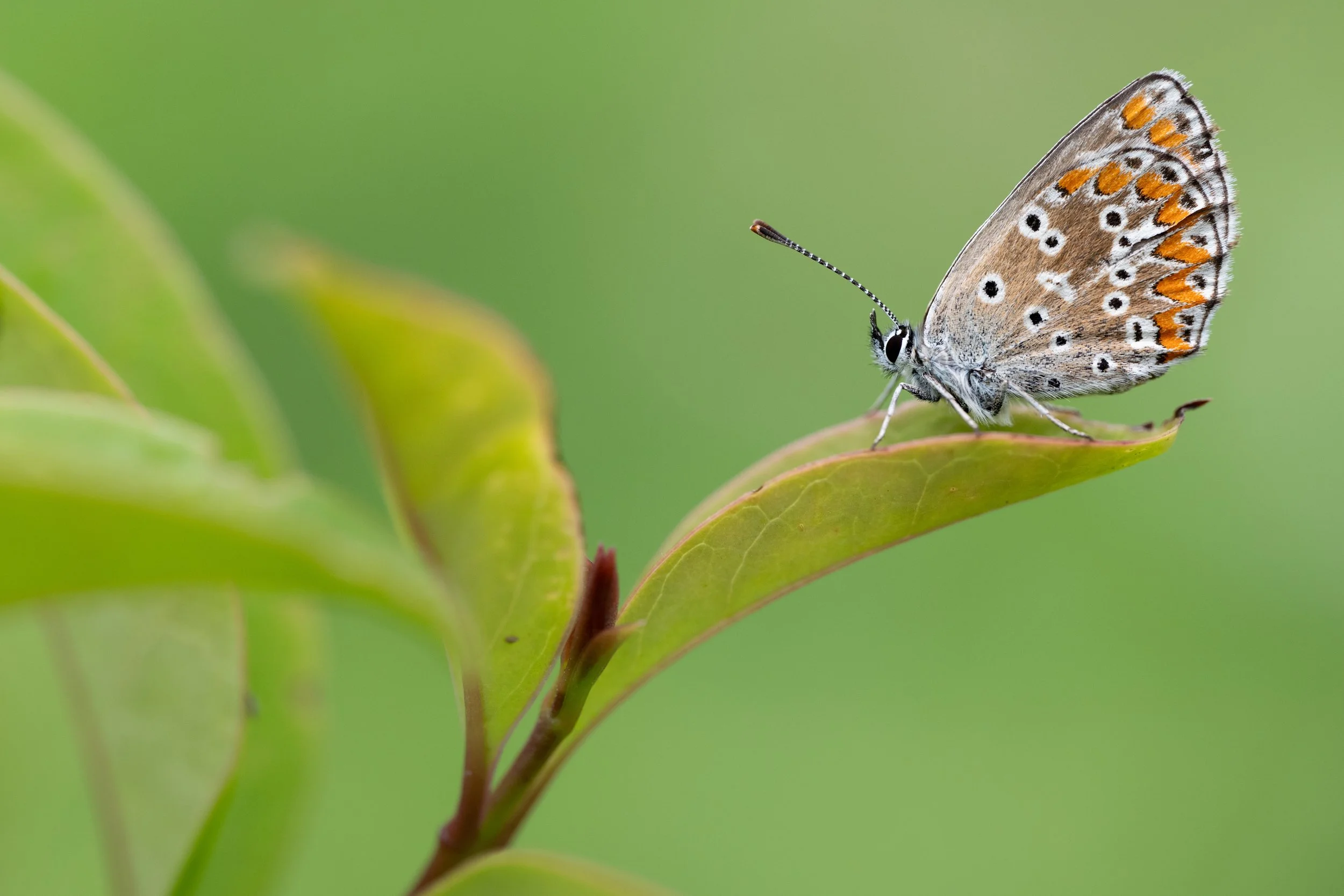Southern brown argus
