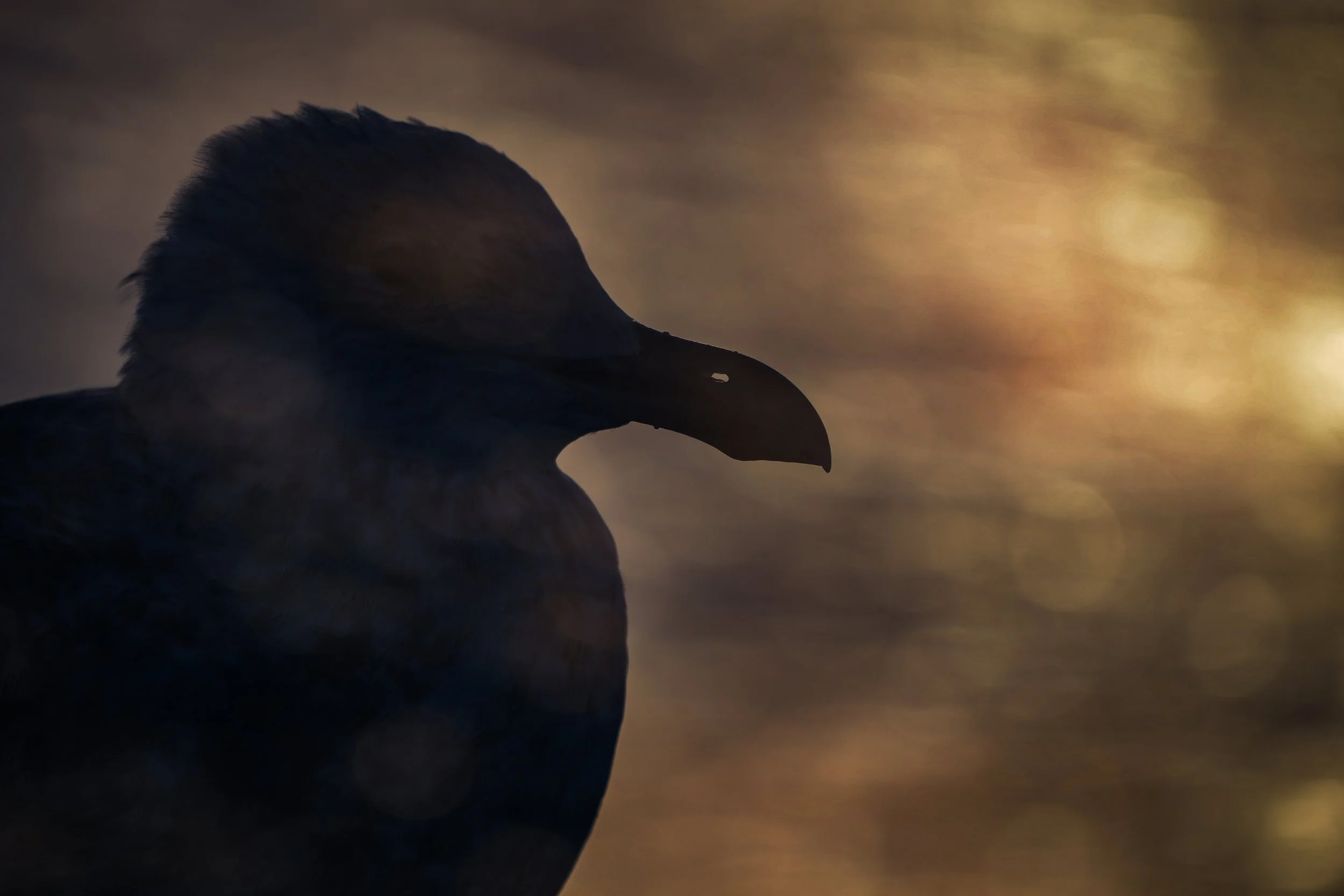 European herring gull