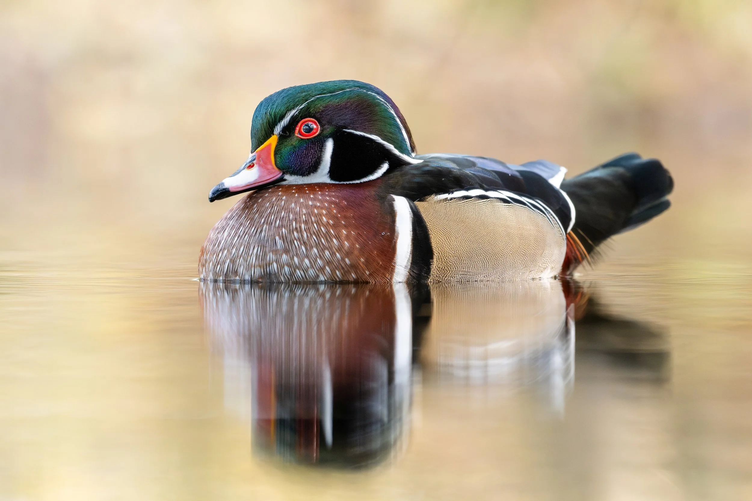Wood duck