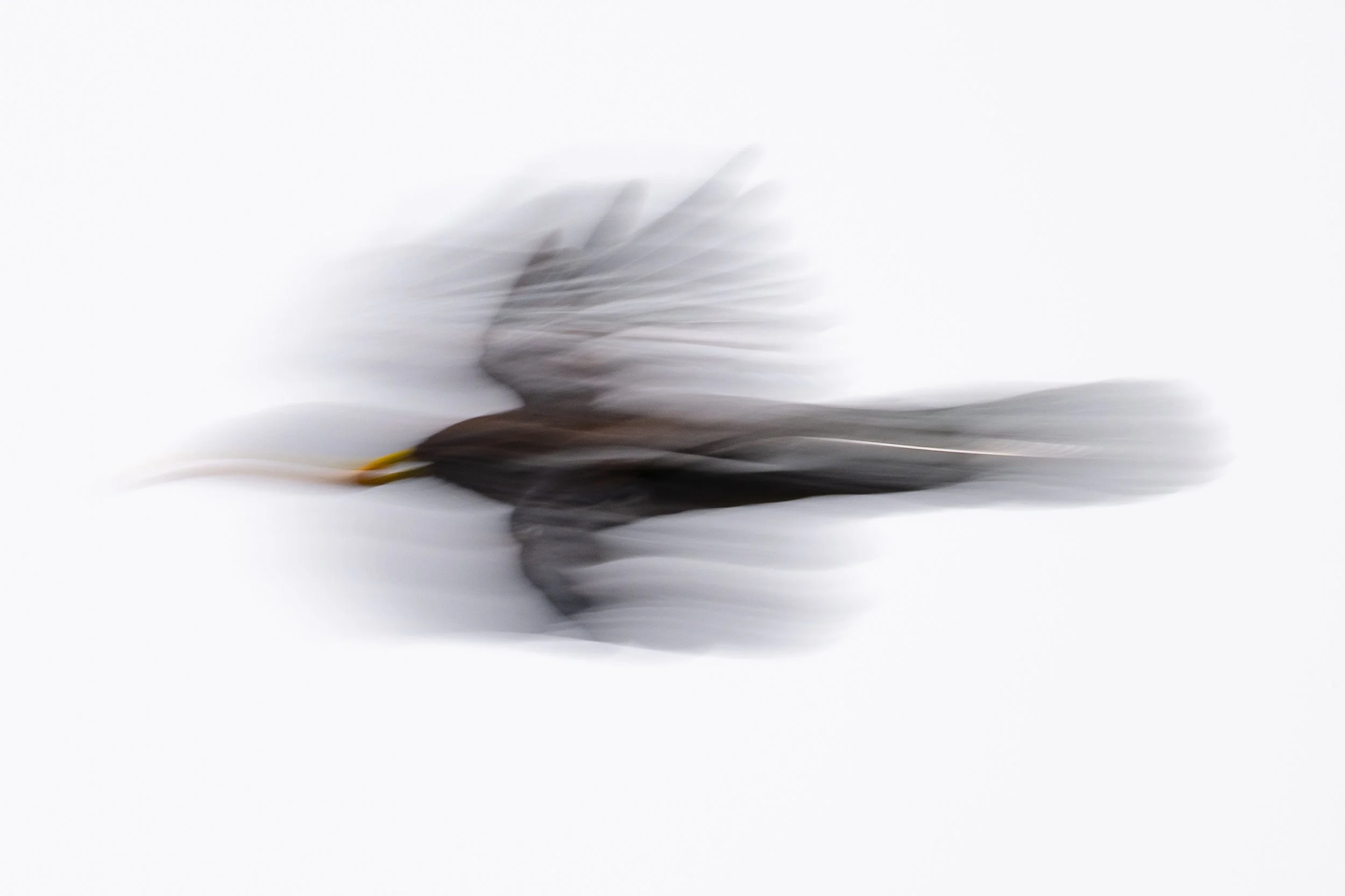 Alpine chough